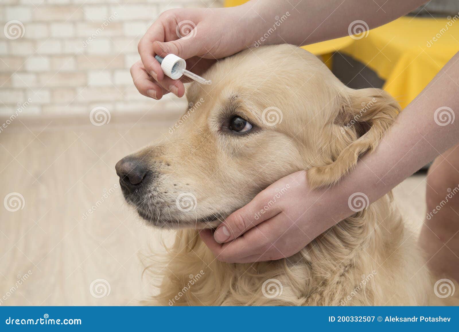 visine for dogs