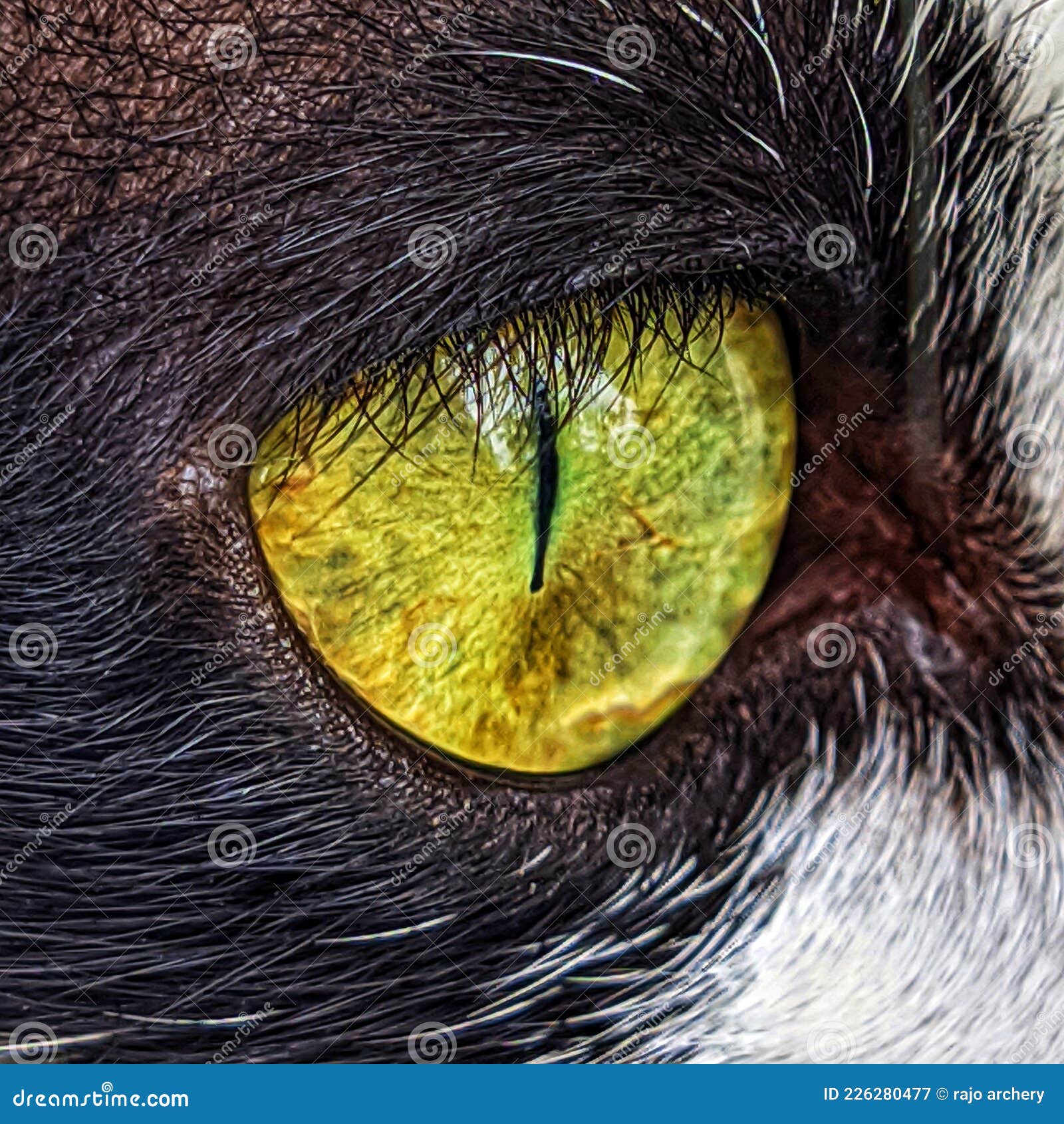 The Eyeball of a Cat is Light Green Stock Image Image of head, nose