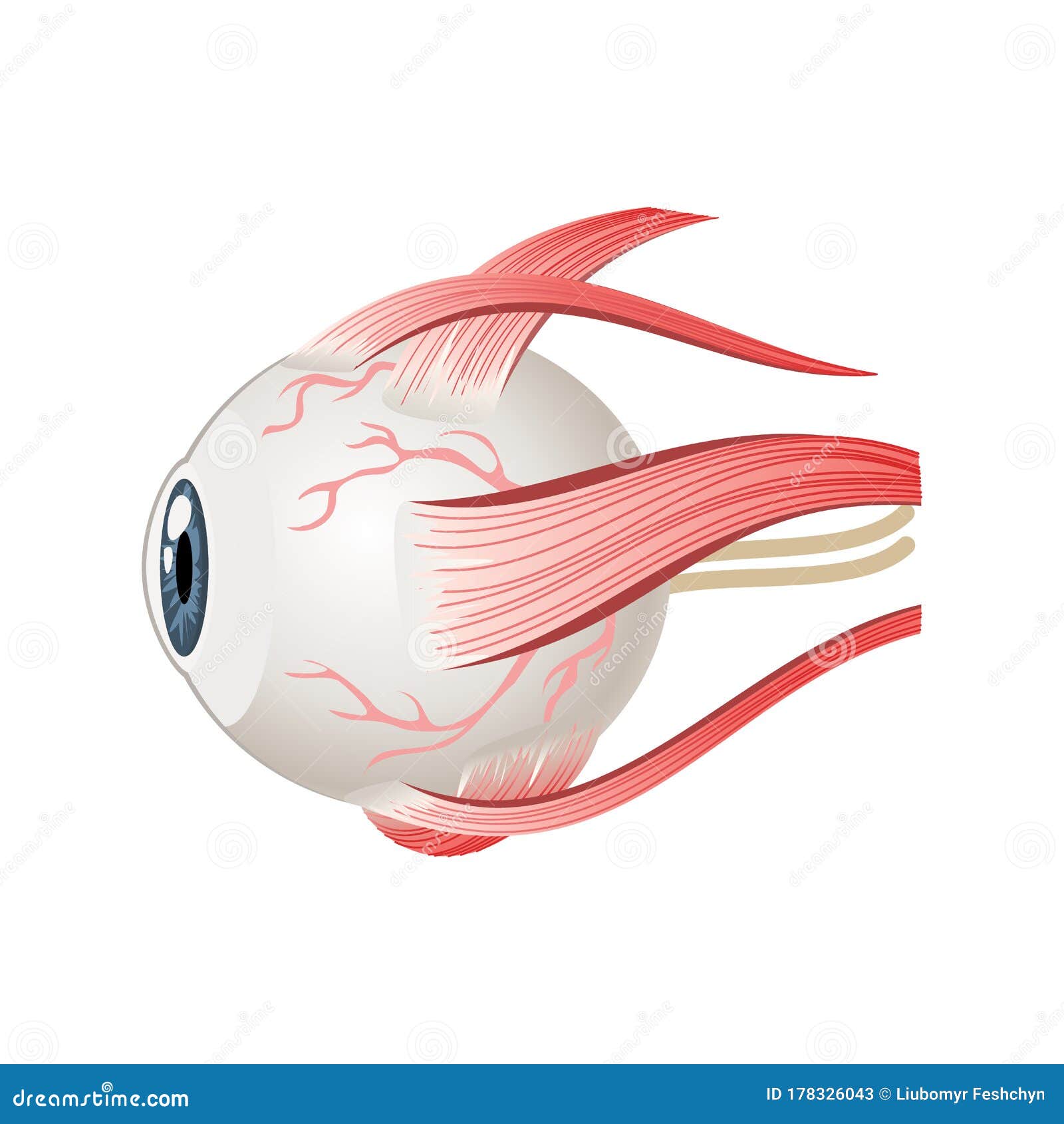 Eyeball Muscles Symbol. Eye Anatomy in Side View Stock Vector -  Illustration of lens, eyesight: 178326043