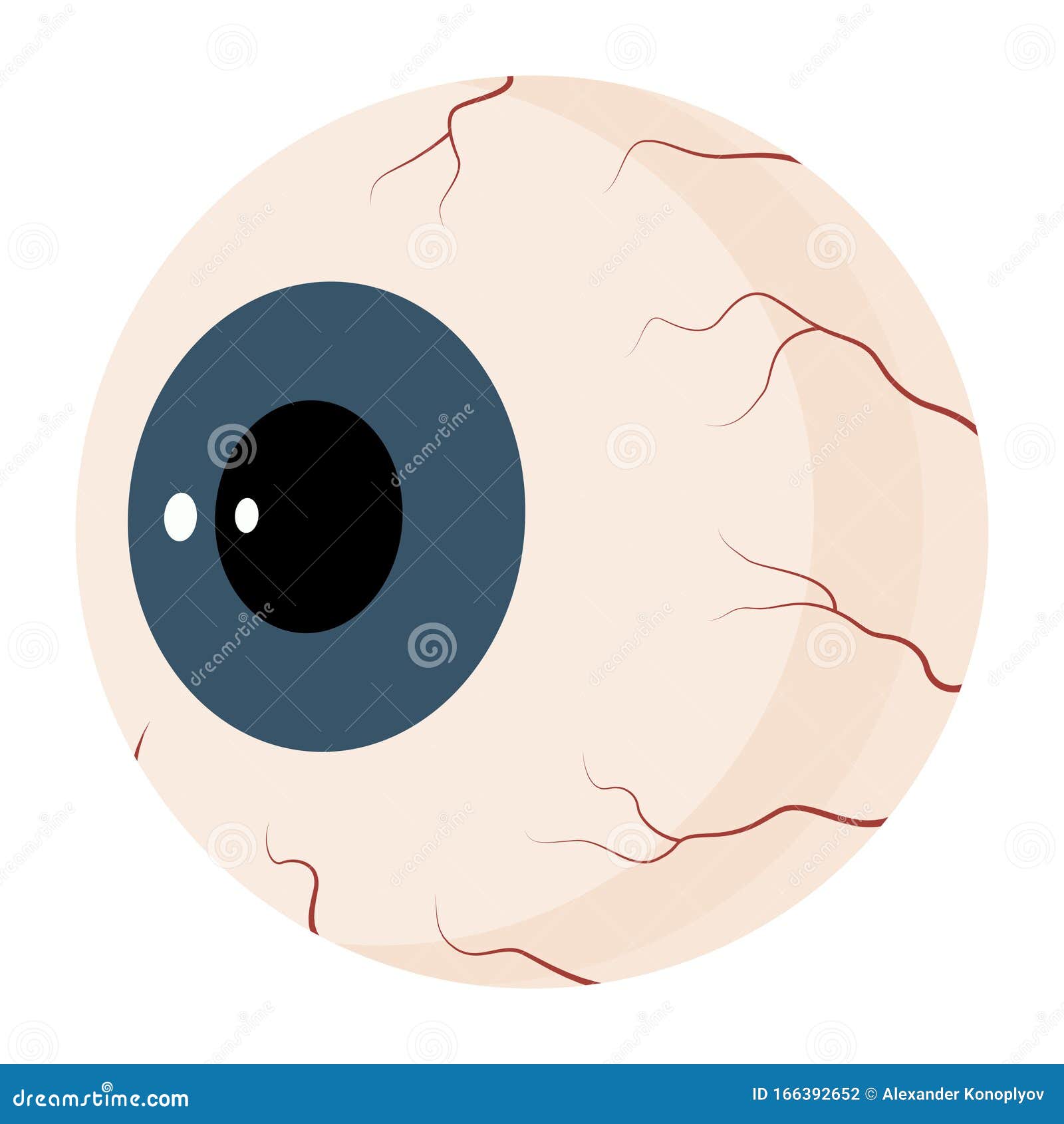 Eyeball Round Part Of The Eye Within Eyelids And Socket Vector