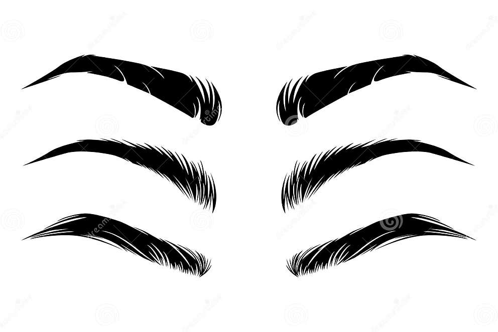 Eyebrows of Different Types Stock Vector Illustration of graphic