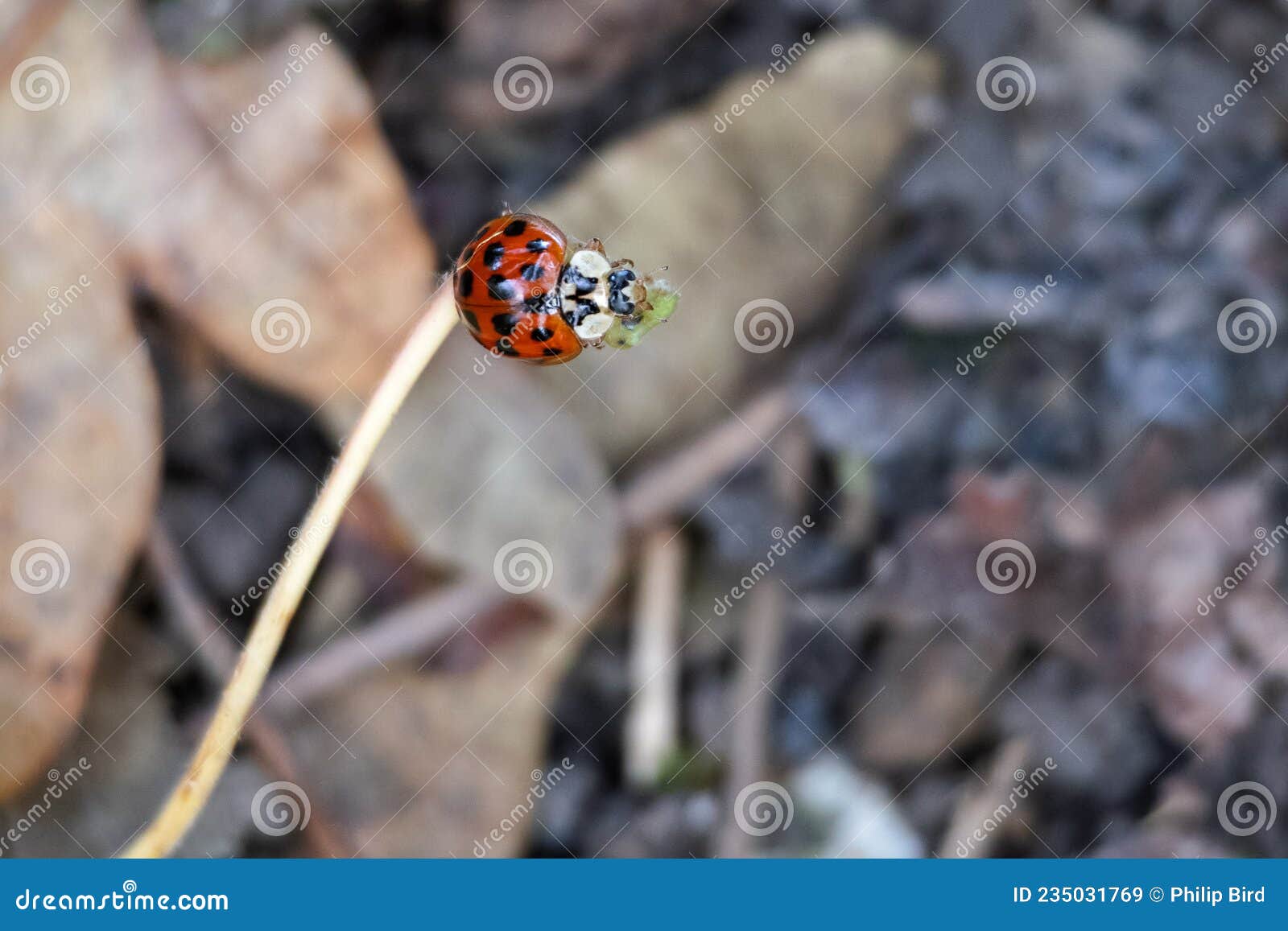 eyed ladybird resting on a leaf stem