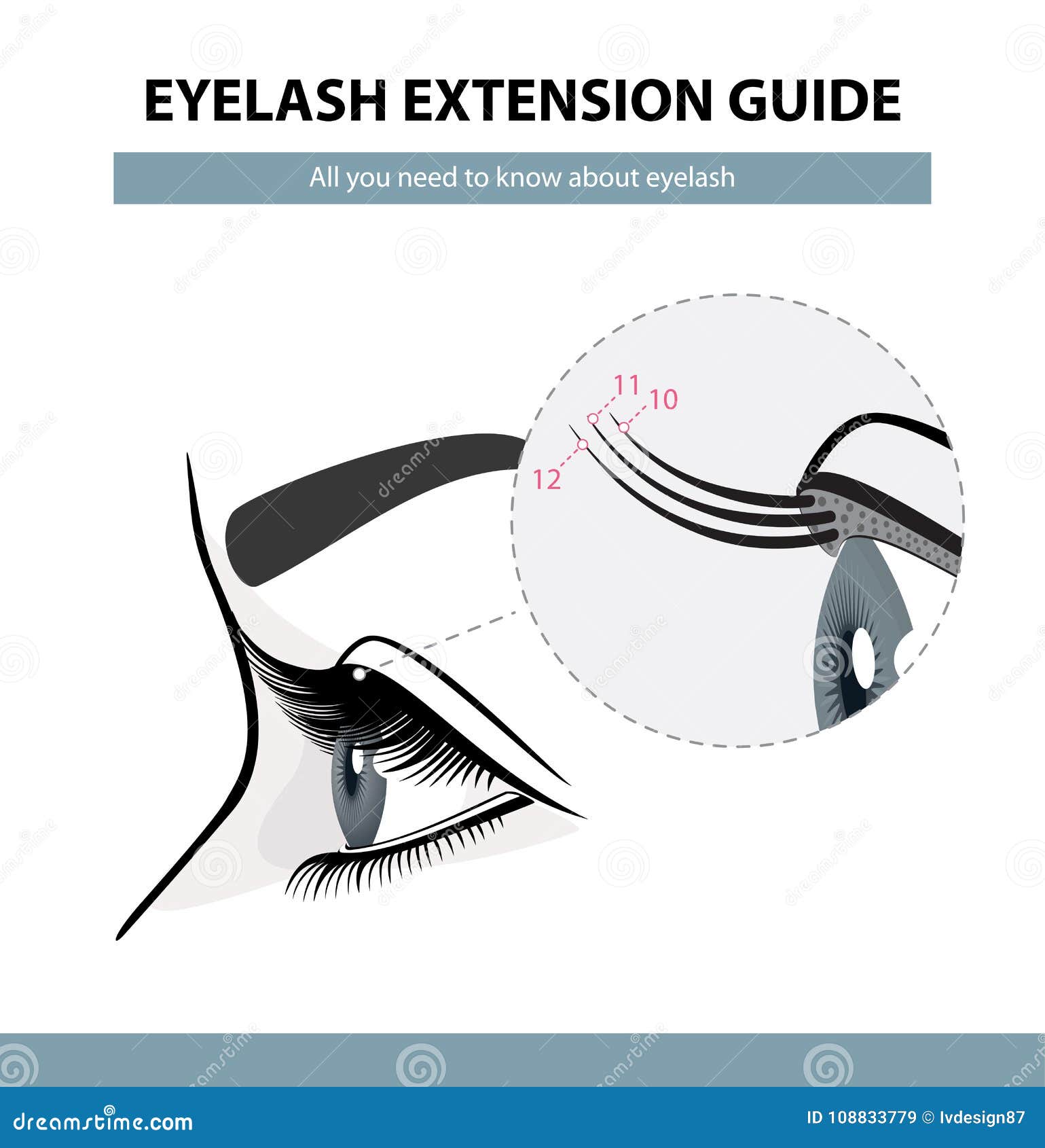 eyelash extension guide. eyelashes grow. eyelid. side view. infographic  