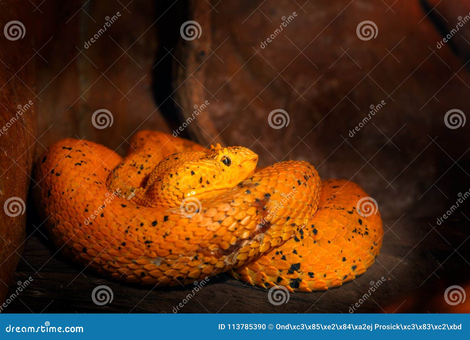 eyelash palm pit viper. poison snake from costa rica. yellow eyelash palm pitviper, bothriechis schlegeli, on green moss branch, n