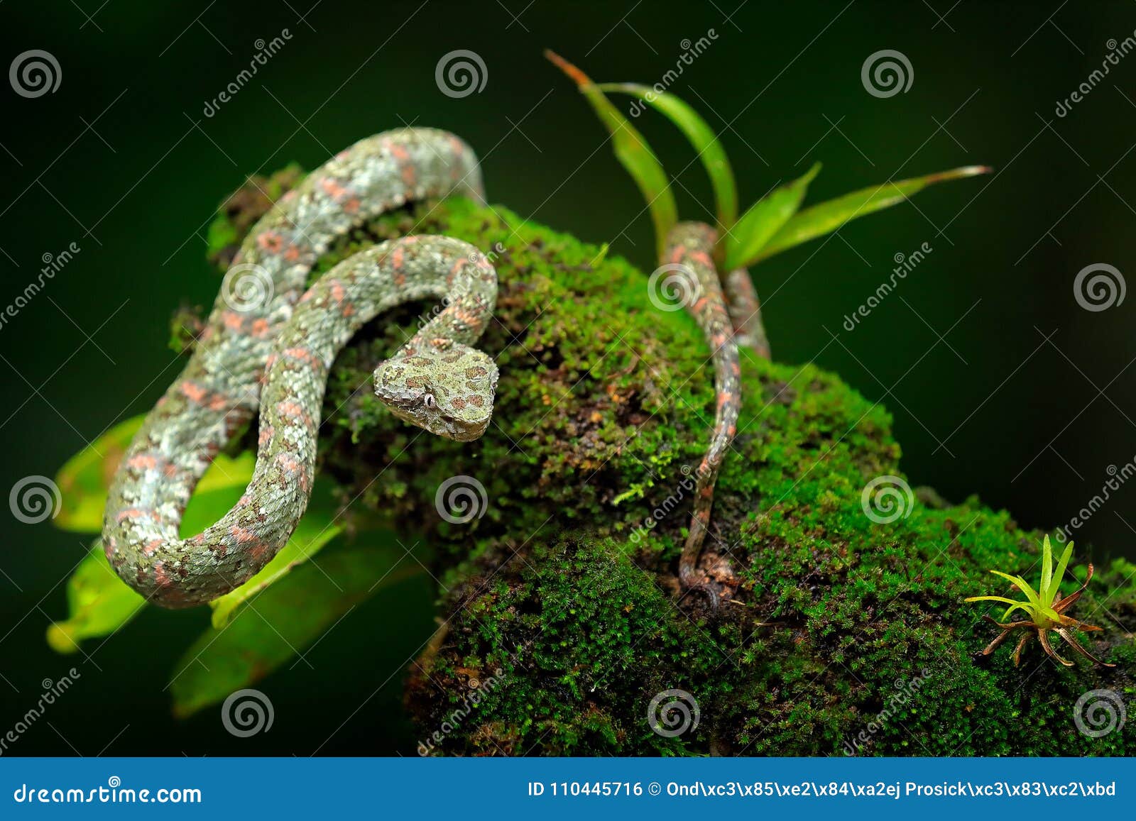 eyelash palm pitviper, bothriechis schlegeli, on the green moss branch. venomous snake in the nature habitat. poisonous animal fro