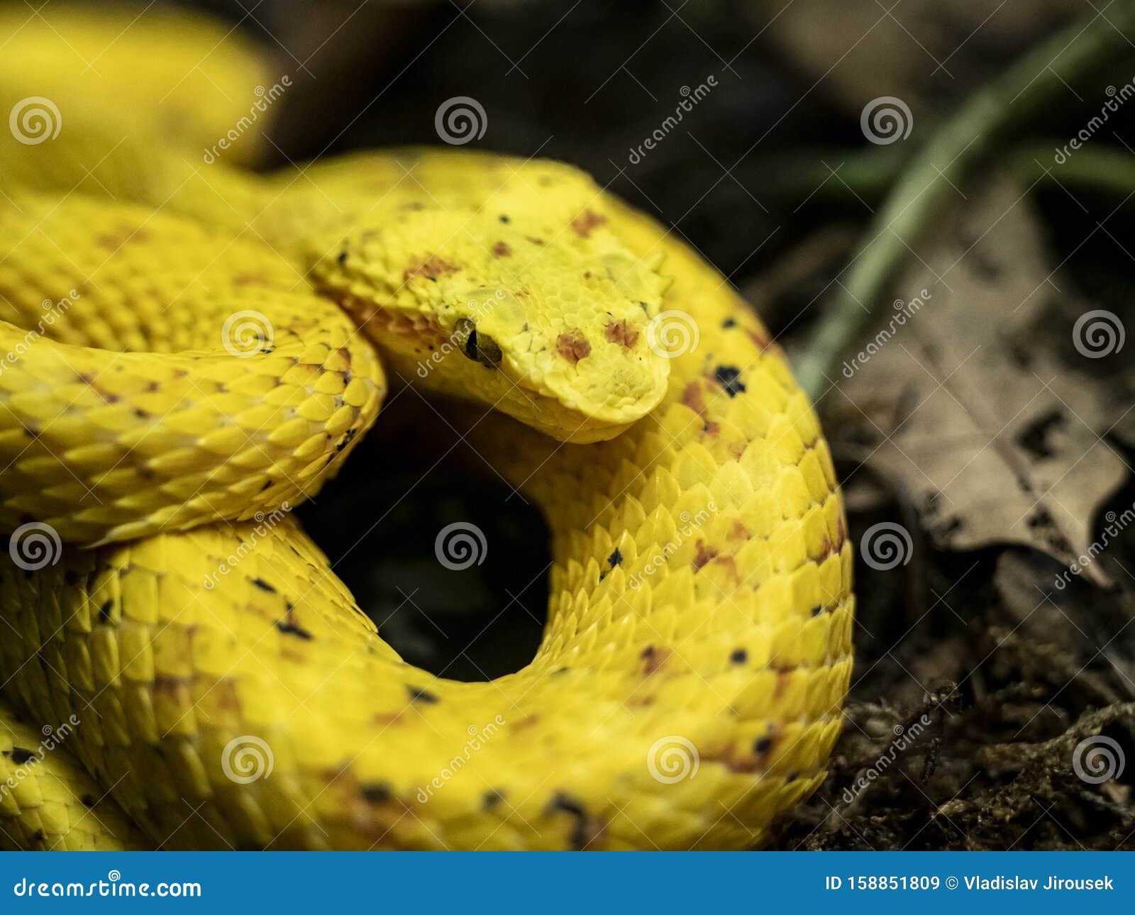 eyelash pit viper, bothriechis schlegelii, is found in color abrasions