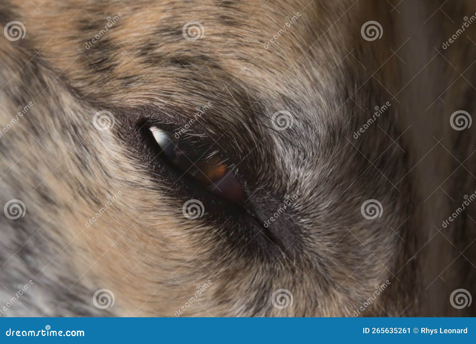 eyelashes, fur and dander shown in great detail, super macro pet image