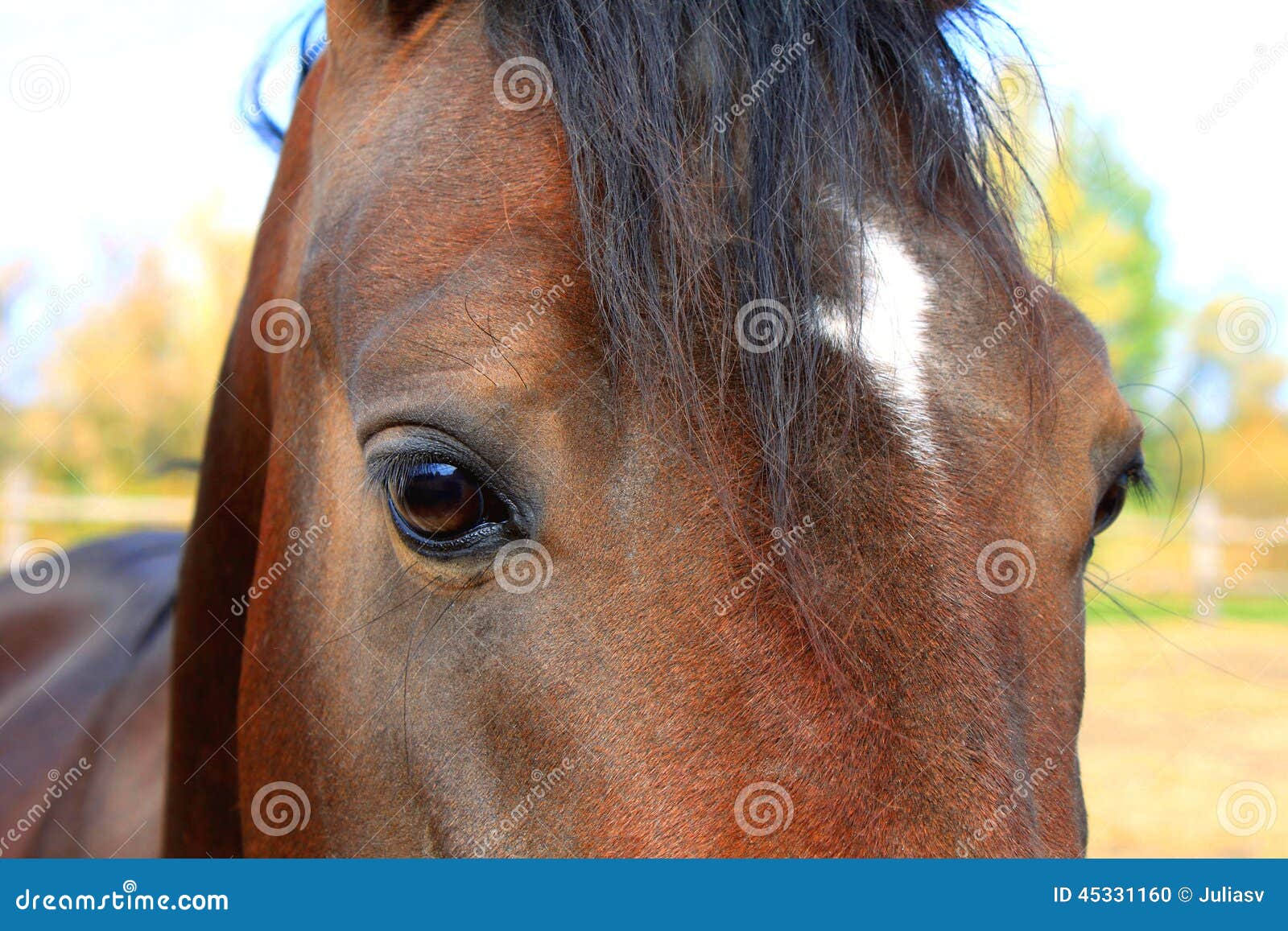 Eyes of Arabian bay horse stock photo. Image of arabian 45331160