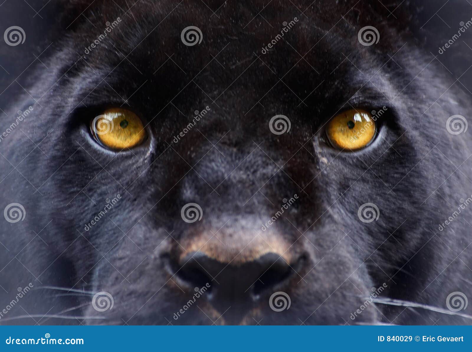 the eyes of a black panther