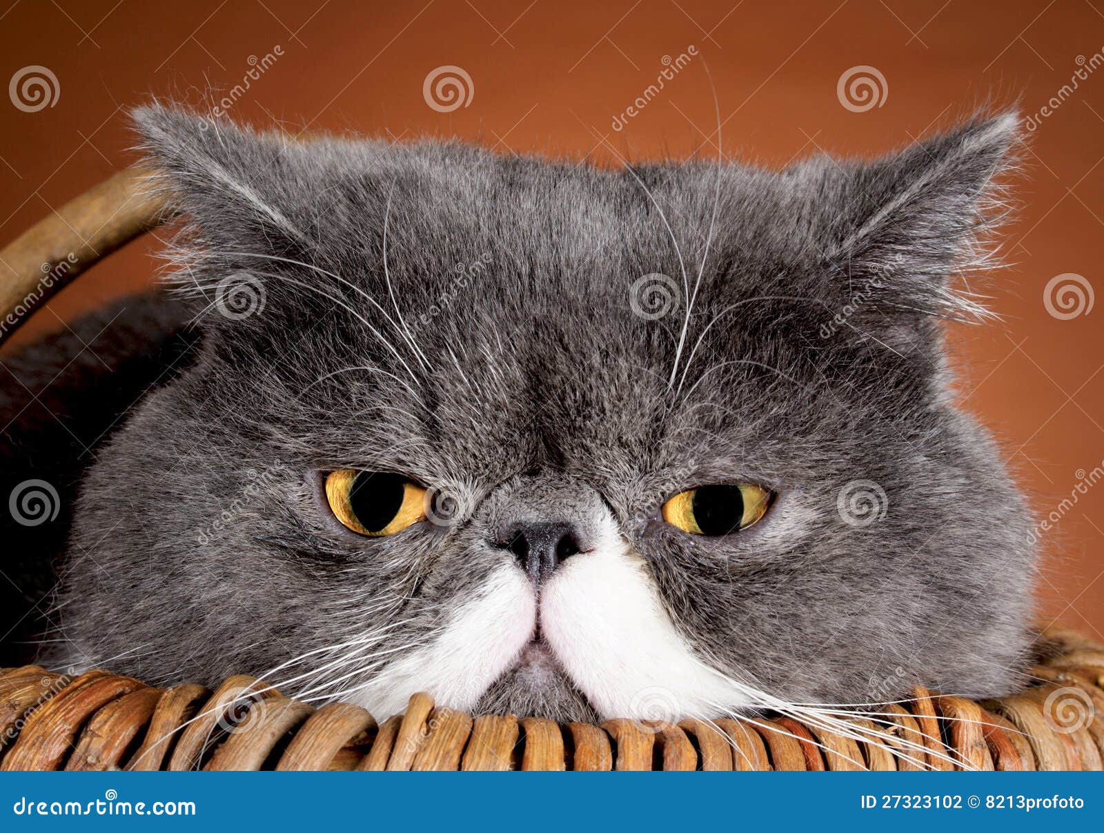 Eyes cat stock photo. Image of expression, kittens, white - 27323102