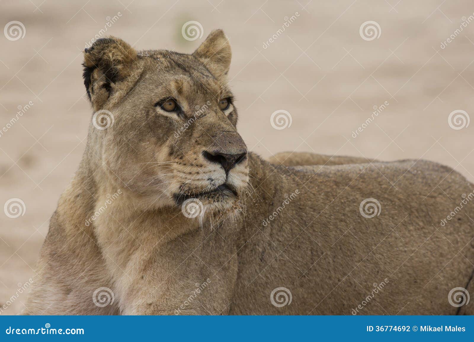 human prey eyes human prey eyes