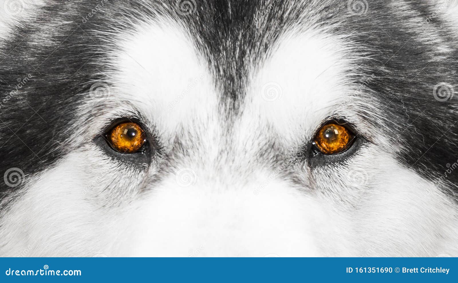 amber wolf eyes