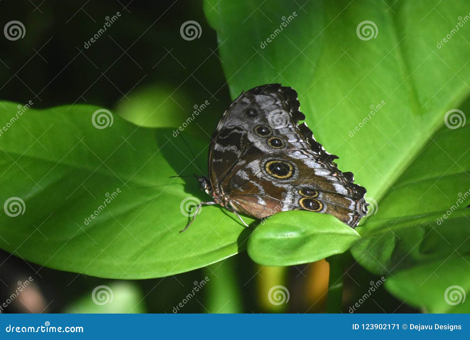 Eyespots on the Closed Wings of a Blue Morpho Butterfly Stock Image