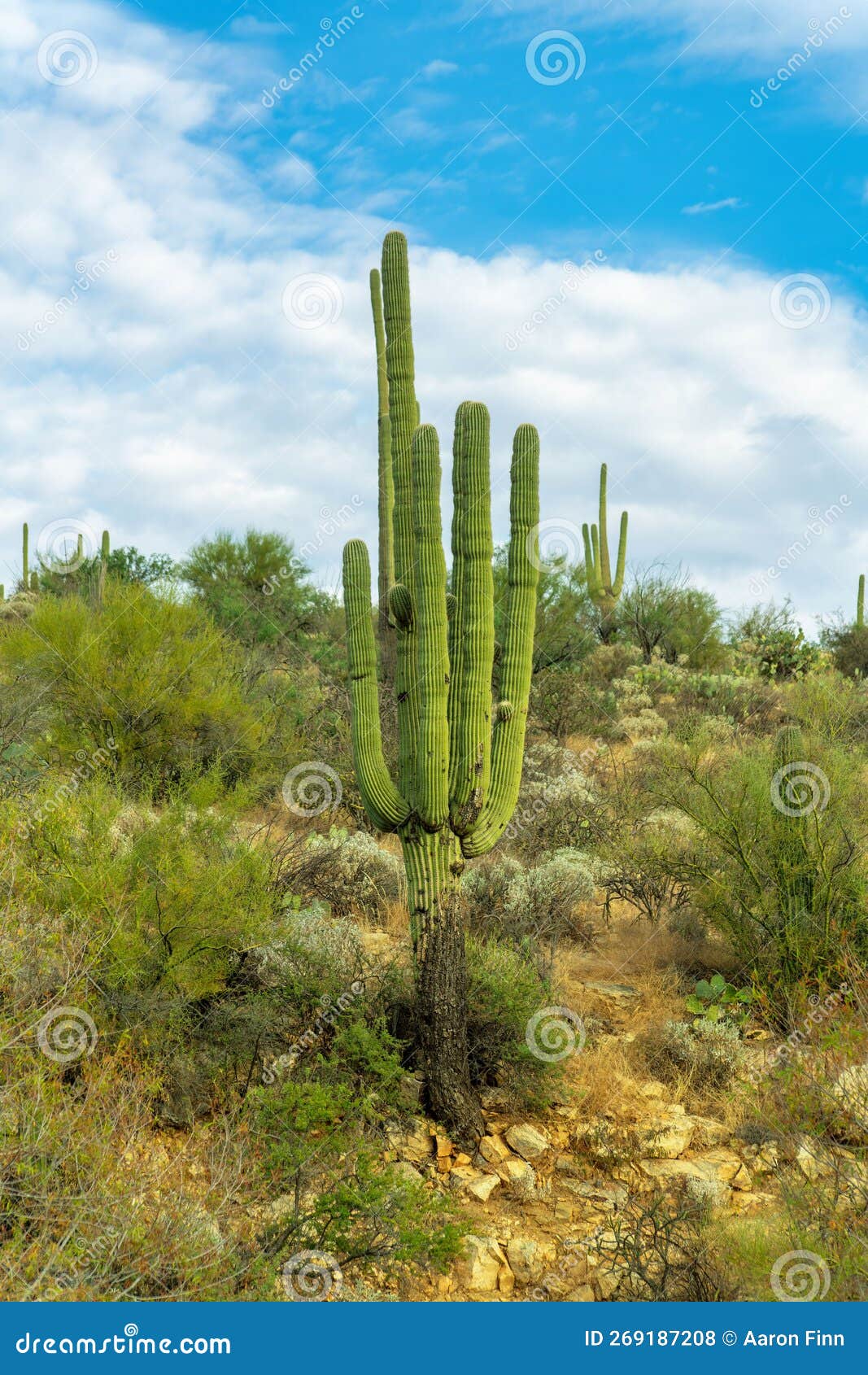 Planta cacto saguaro em fundo branco