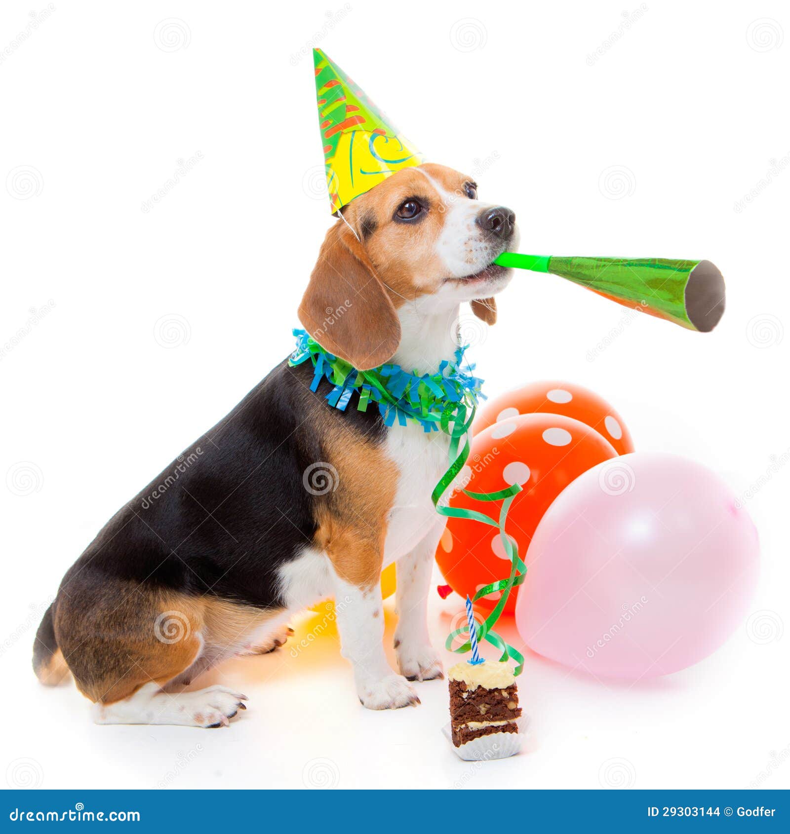 12 595 Chien D Anniversaire Photos Libres De Droits Et Gratuites De Dreamstime