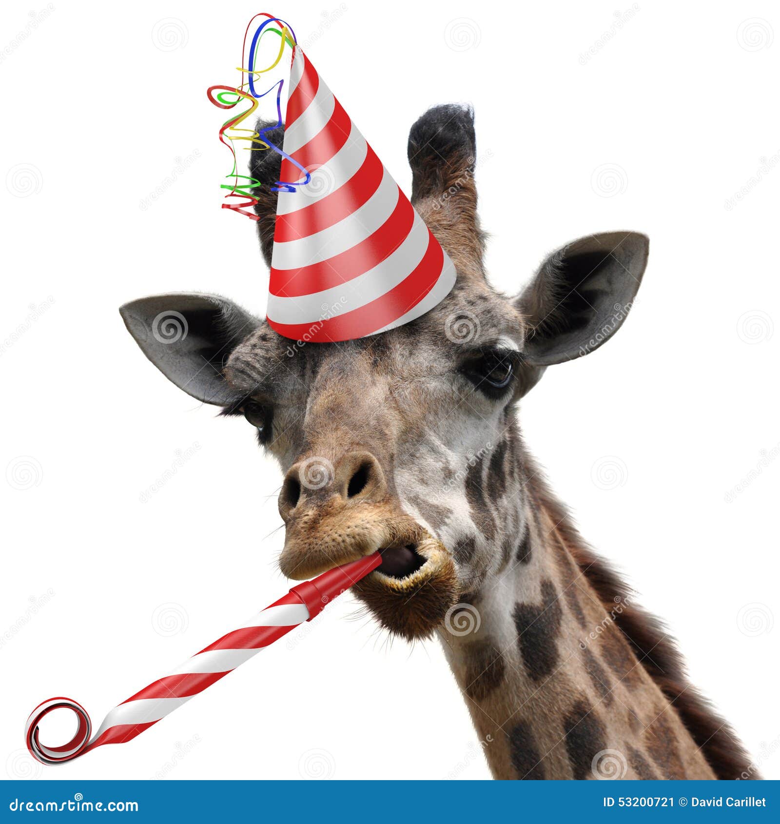Fetard Drole De Girafe Faisant Un Visage Idiot Et Soufflant Une Personne Image Stock Image Du Humeur Visage Fetard Drole De Girafe Faisant Un Visage Idiot Et Soufflant Une Personne Image Stock Image Du Humeur Visage