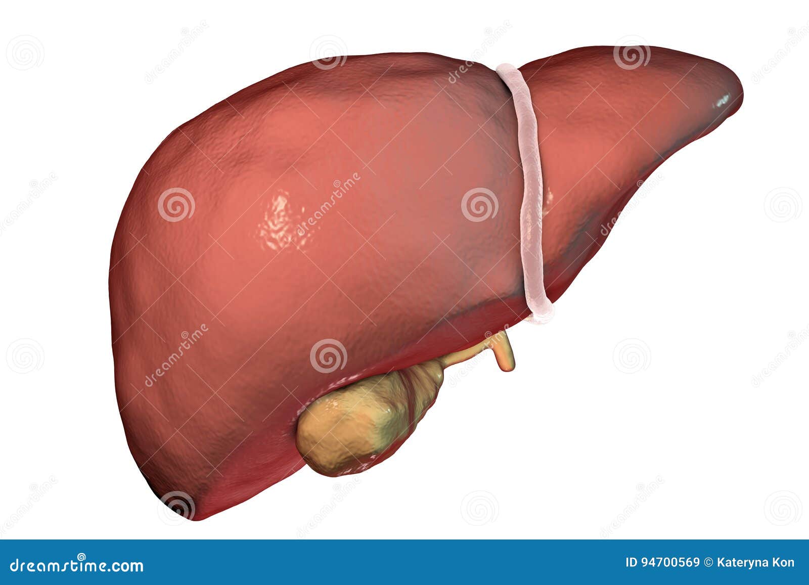Fígado Com a Vesícula Biliar Isolada No Branco Ilustração Stock -  Ilustração de biologia, estrutura: 94700569, image size:1600x1157