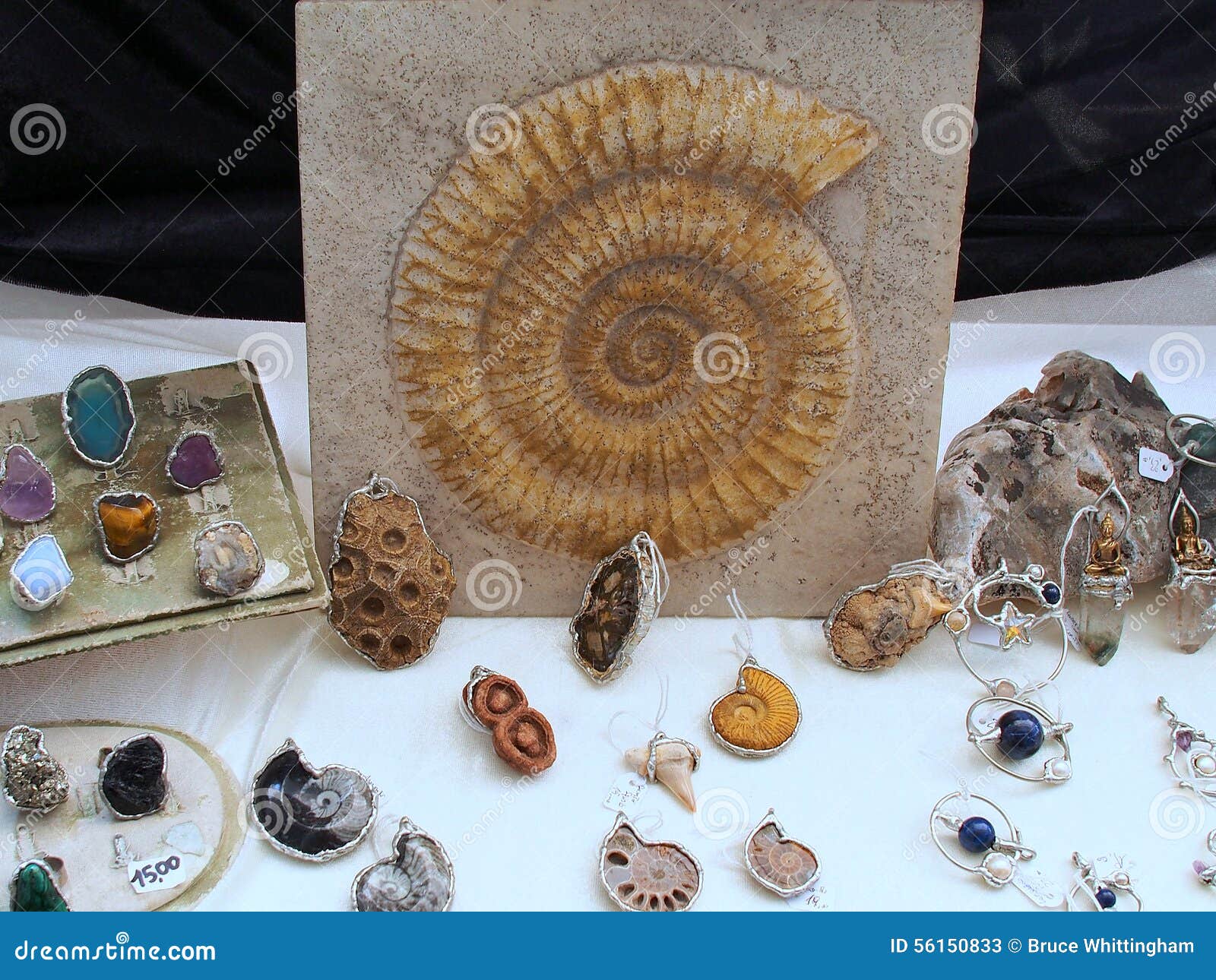 Fosiles De Trilobite Imagen De Archivo Imagen De Trilobite 56150833