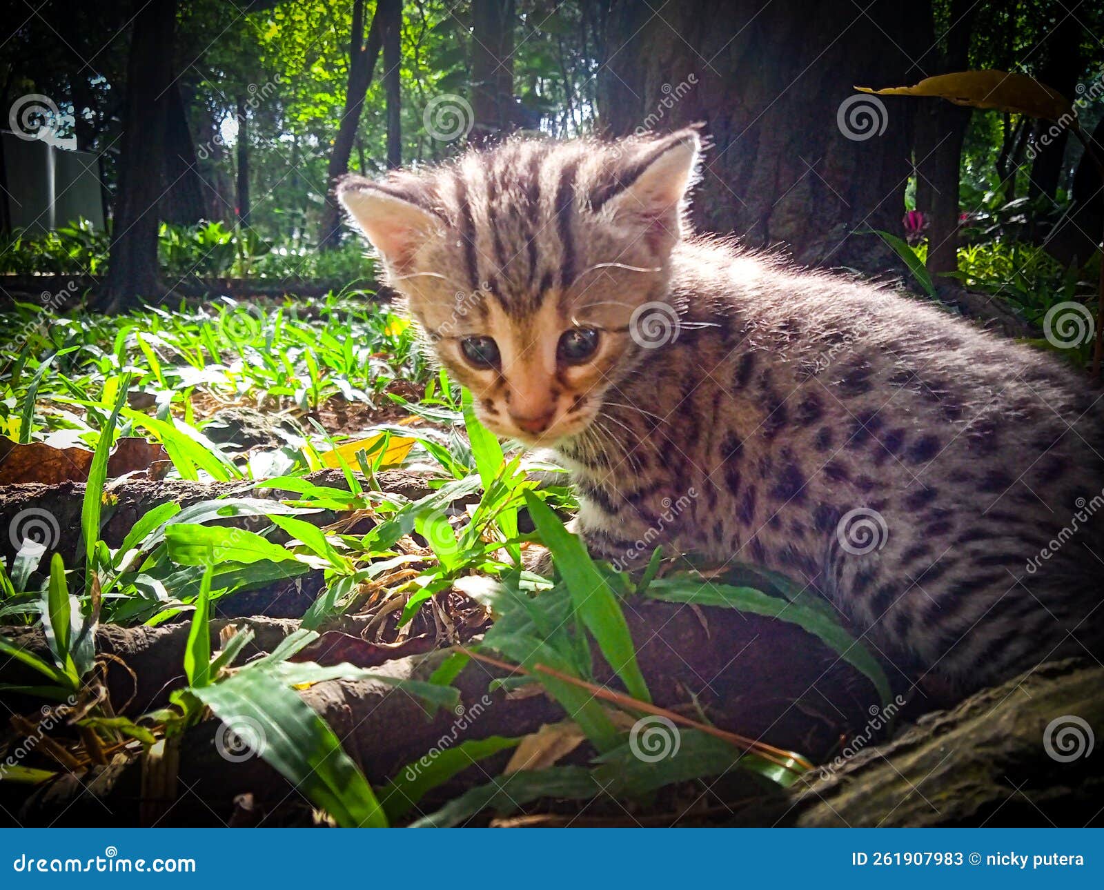 Bengal cat stock image. Image of benedetta, f1bengal 261907983