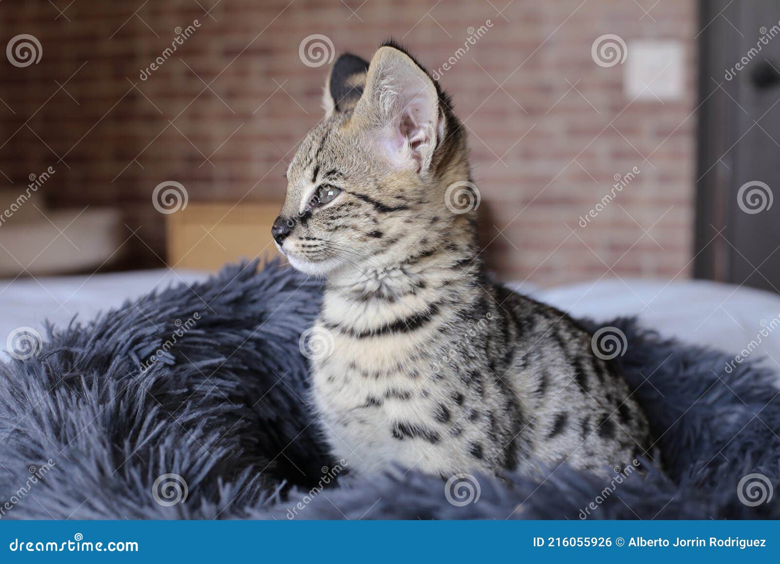 F1 Savannah Cat with Beautiful Markings Stock Photo Image of kittens