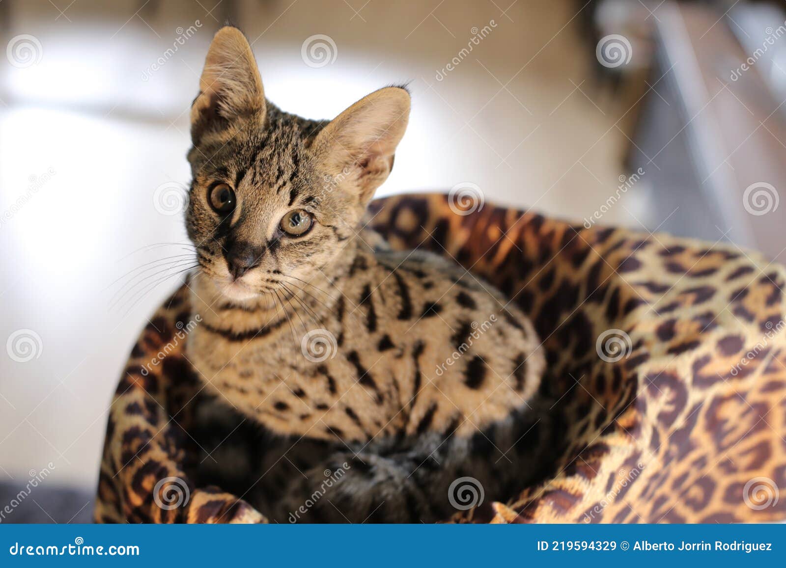 F1 Savannah Cat with Beautiful Markings Stock Image Image of high