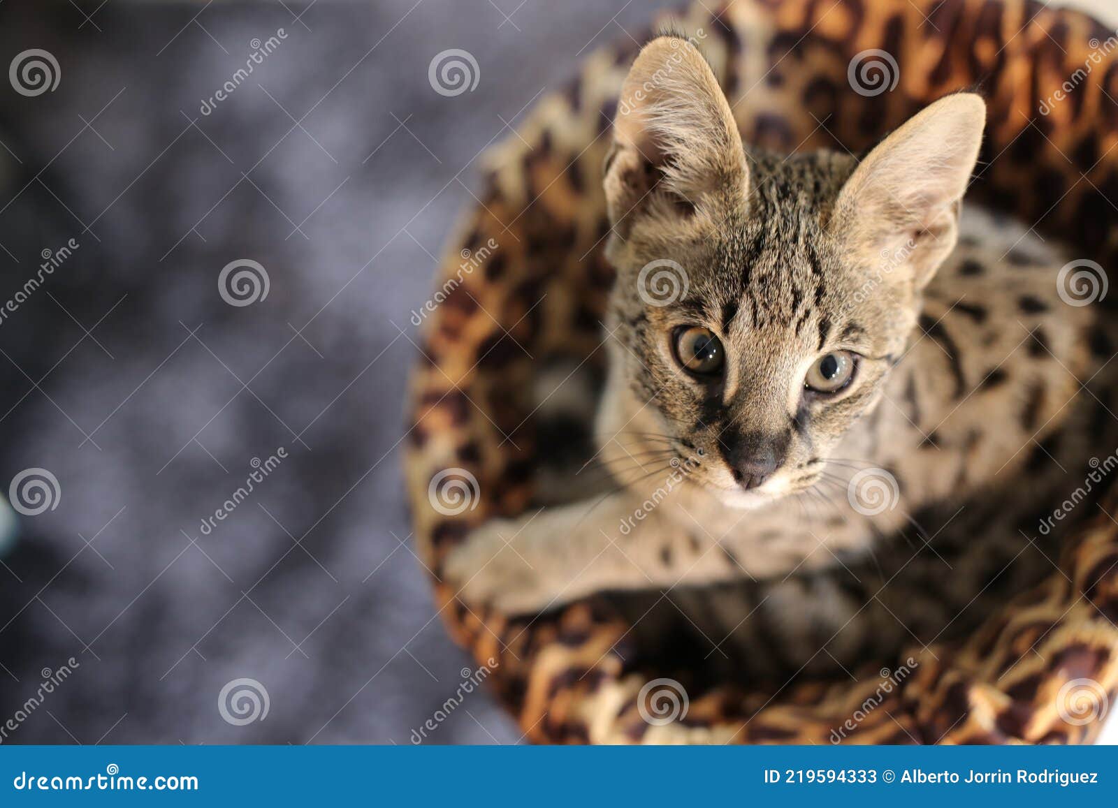 F1 Savannah Cat with Beautiful Markings Stock Image Image of kitten