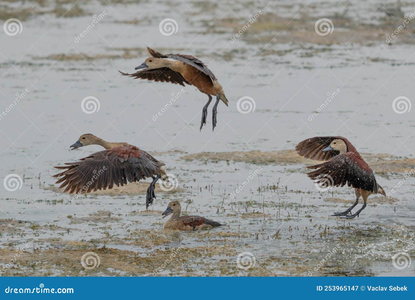 f ulvous whistling duck or fulvous tree duck dendrocygna bicolor