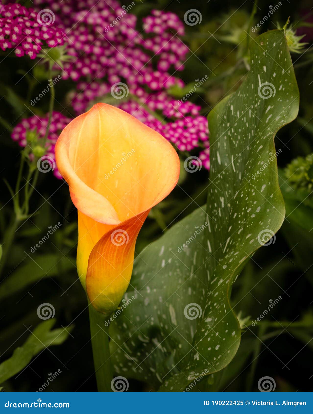 Fabuloso Lirio Amarillo Y Naranja En El Jardín Imagen de archivo - Imagen  de floral, borde: 190222425