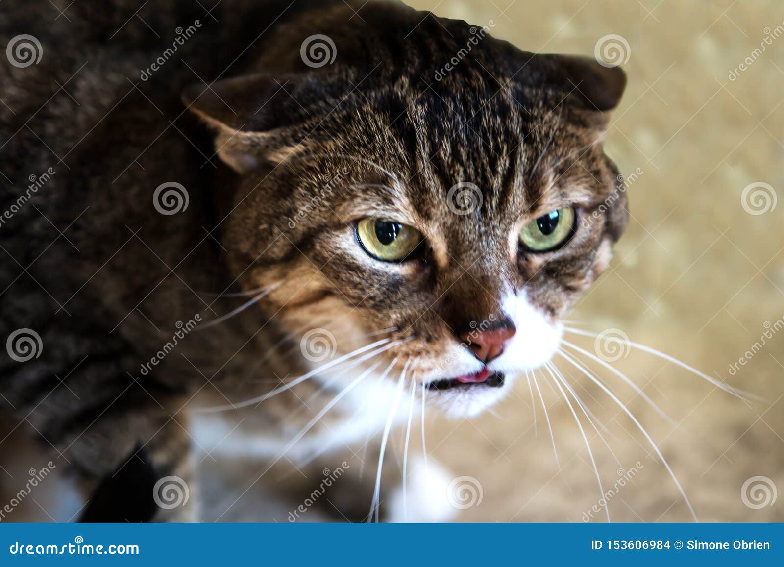 Close Up Face Of Cat. Upset Or Angry Mood Mode. Vintage Tone Filter Color  Style. Stock Photo, Picture and Royalty Free Image. Image 67988424.