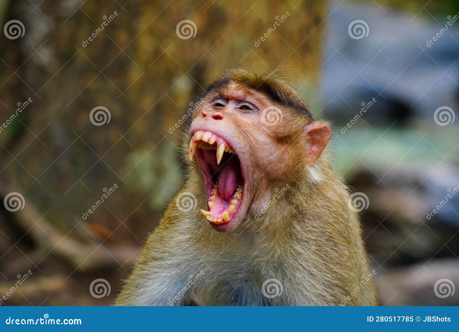 Face of an Angry Monkey in Close Up Shot Stock Image Image of kuruva