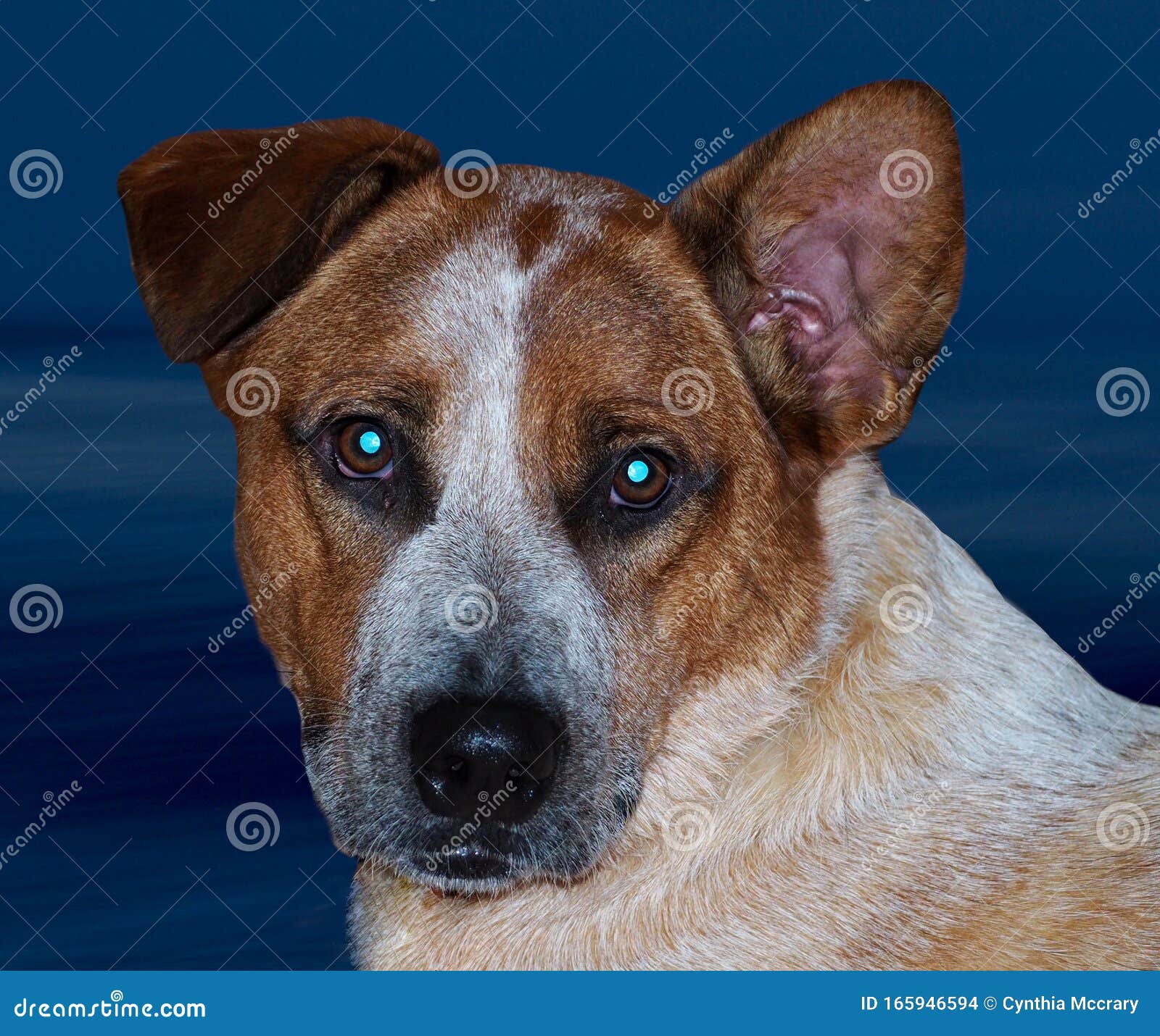 Face of an Dog Red Heeler Stock Photo - Image of breed, energetic: 165946594