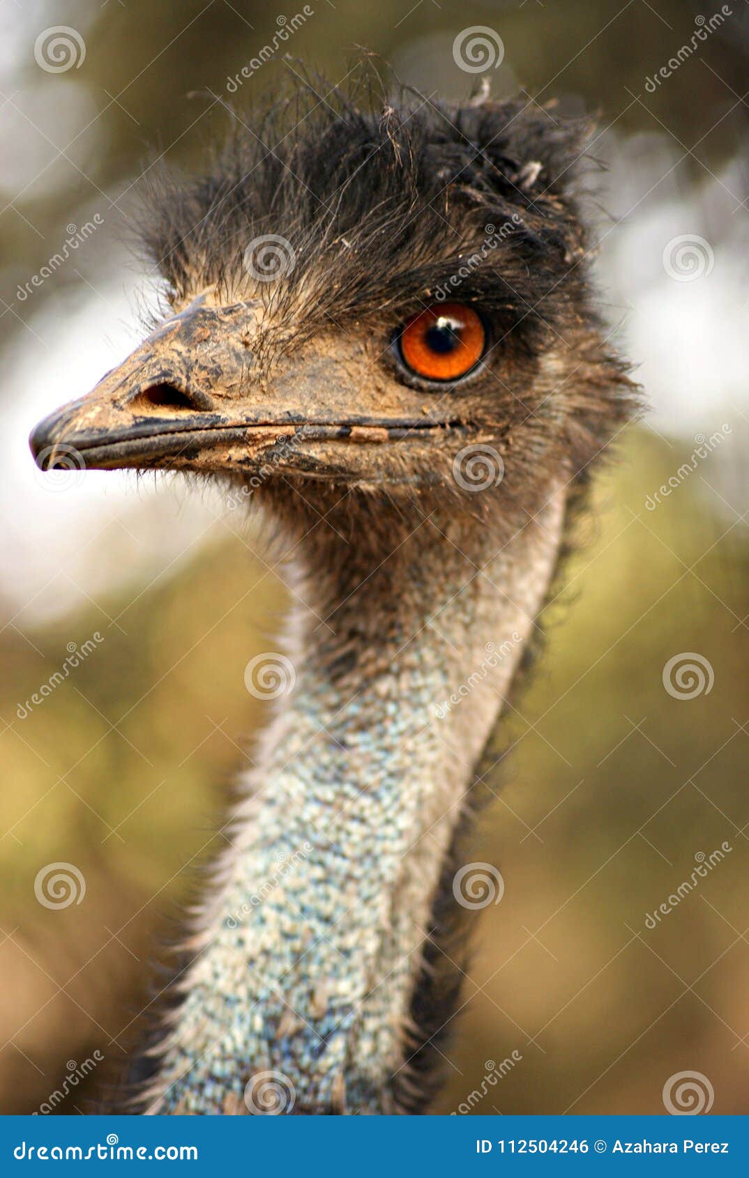 Face of an Australian Bird Stock Photo - Image of detail, australia: 112504246