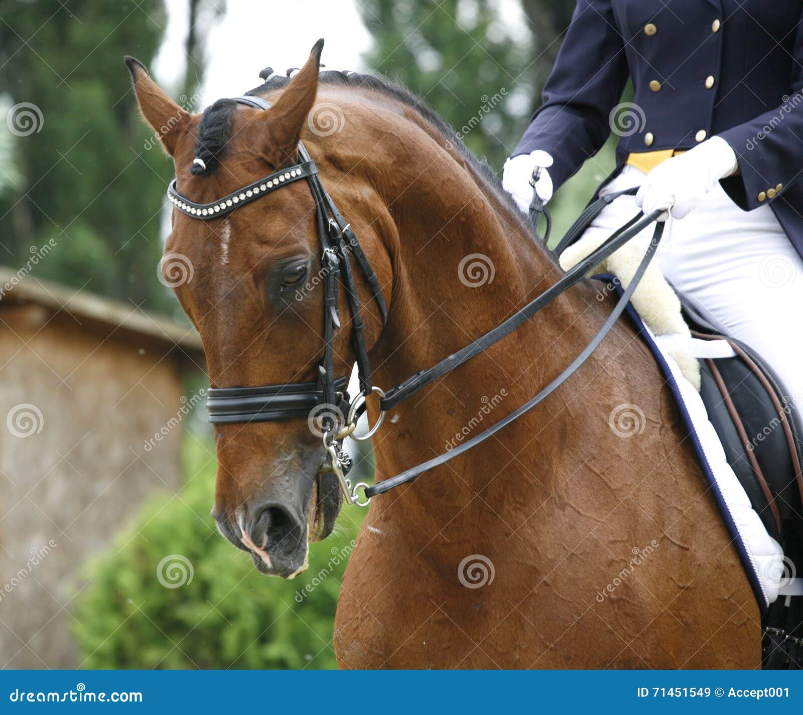 face of a beautiful purebred racehorse on dressage training