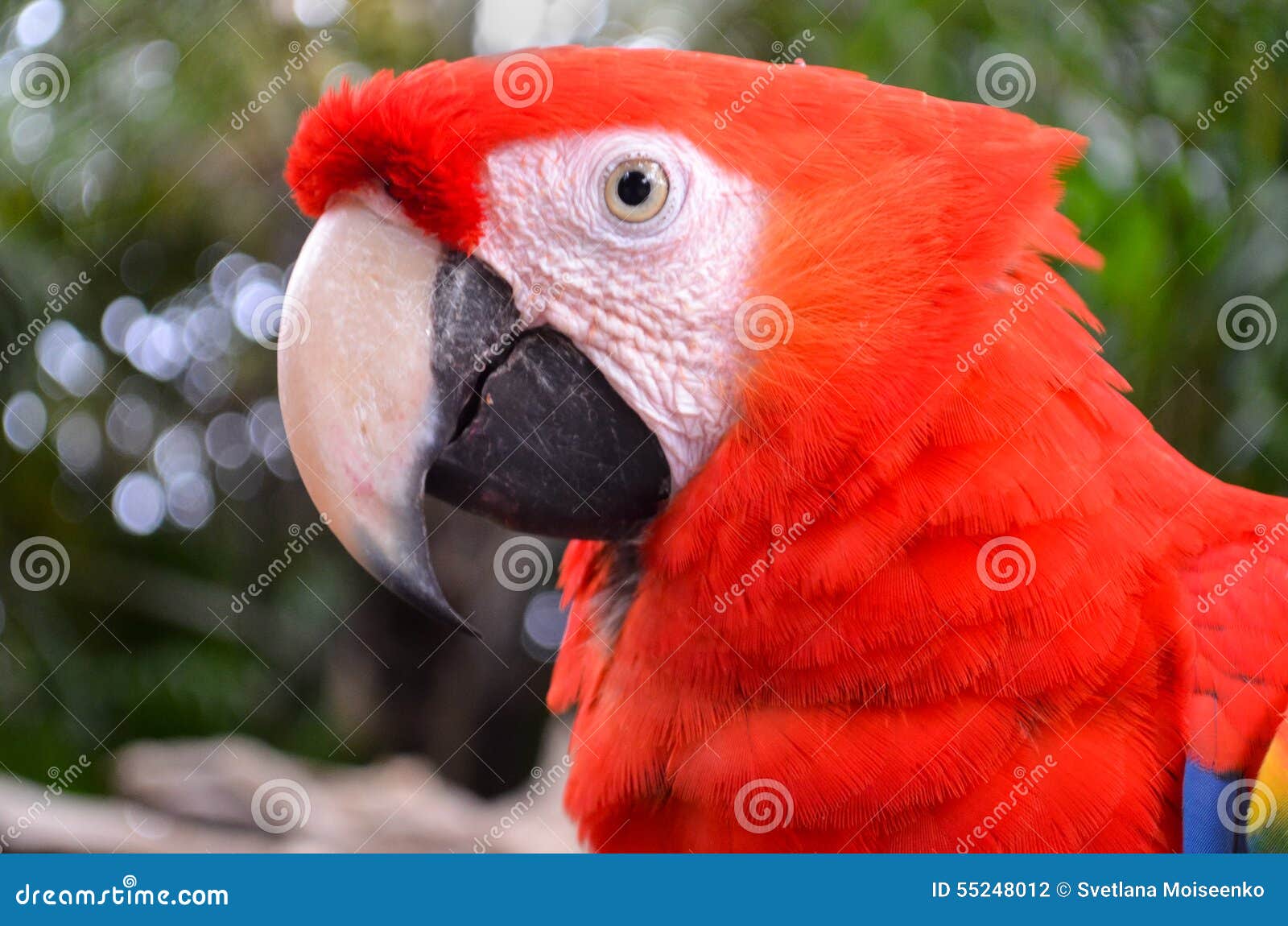 Face of big red parrot stock photo. Image of sharp, close 55248012