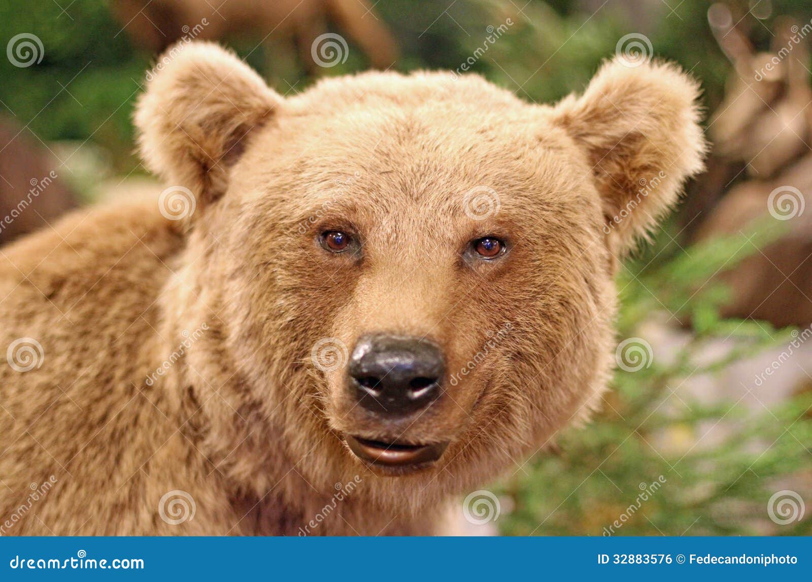 Cute face of a brown bear in the middle of the forests