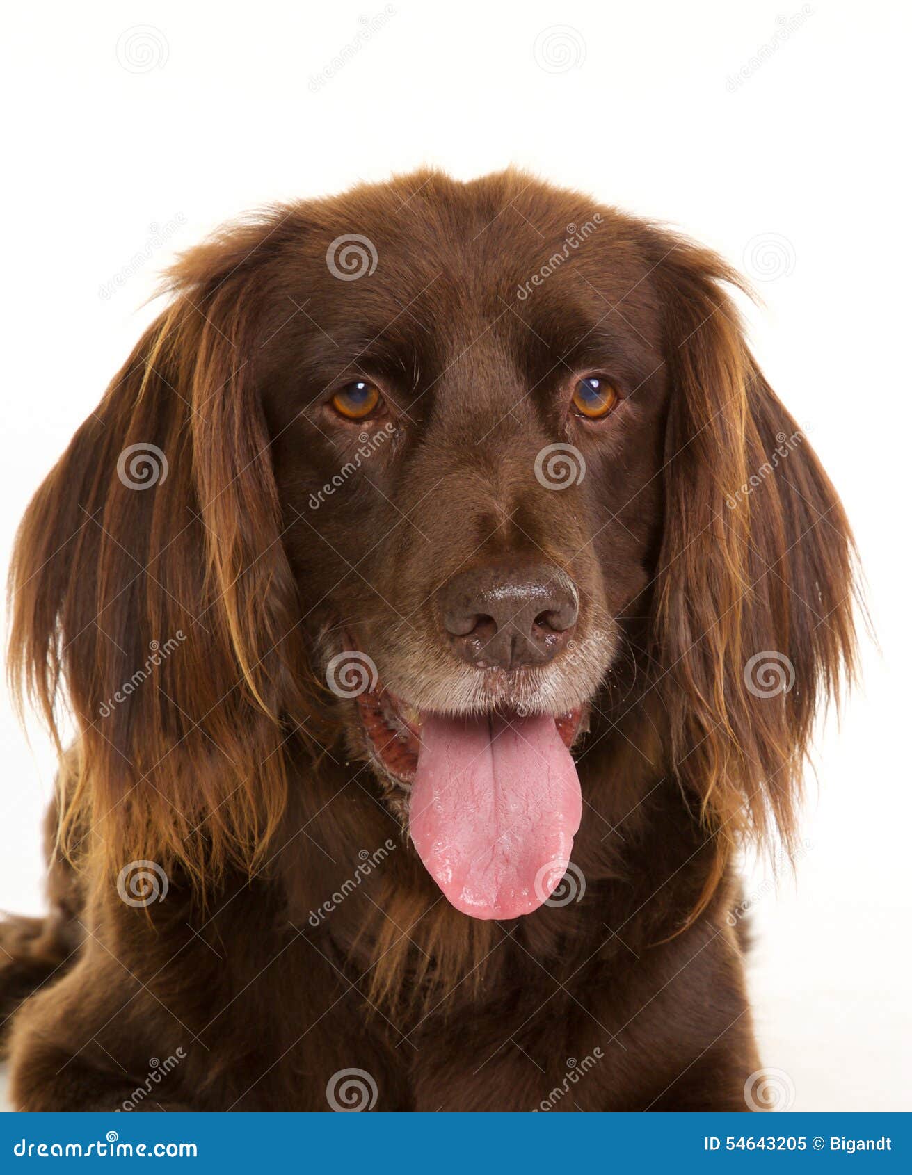face of brown longhaired pointer dog