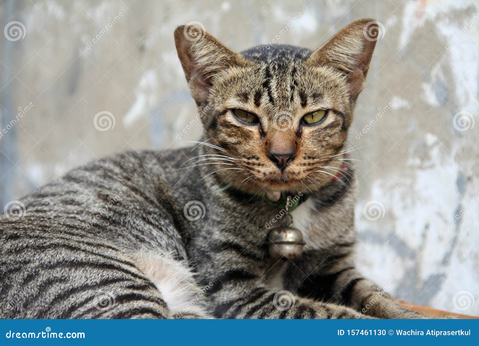 Close Up Face Of Cat. Upset Or Angry Mood Mode. Vintage Tone Filter Color  Style. Stock Photo, Picture and Royalty Free Image. Image 67988424.