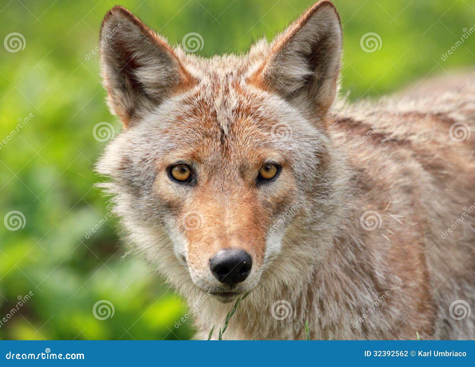 face of coyote