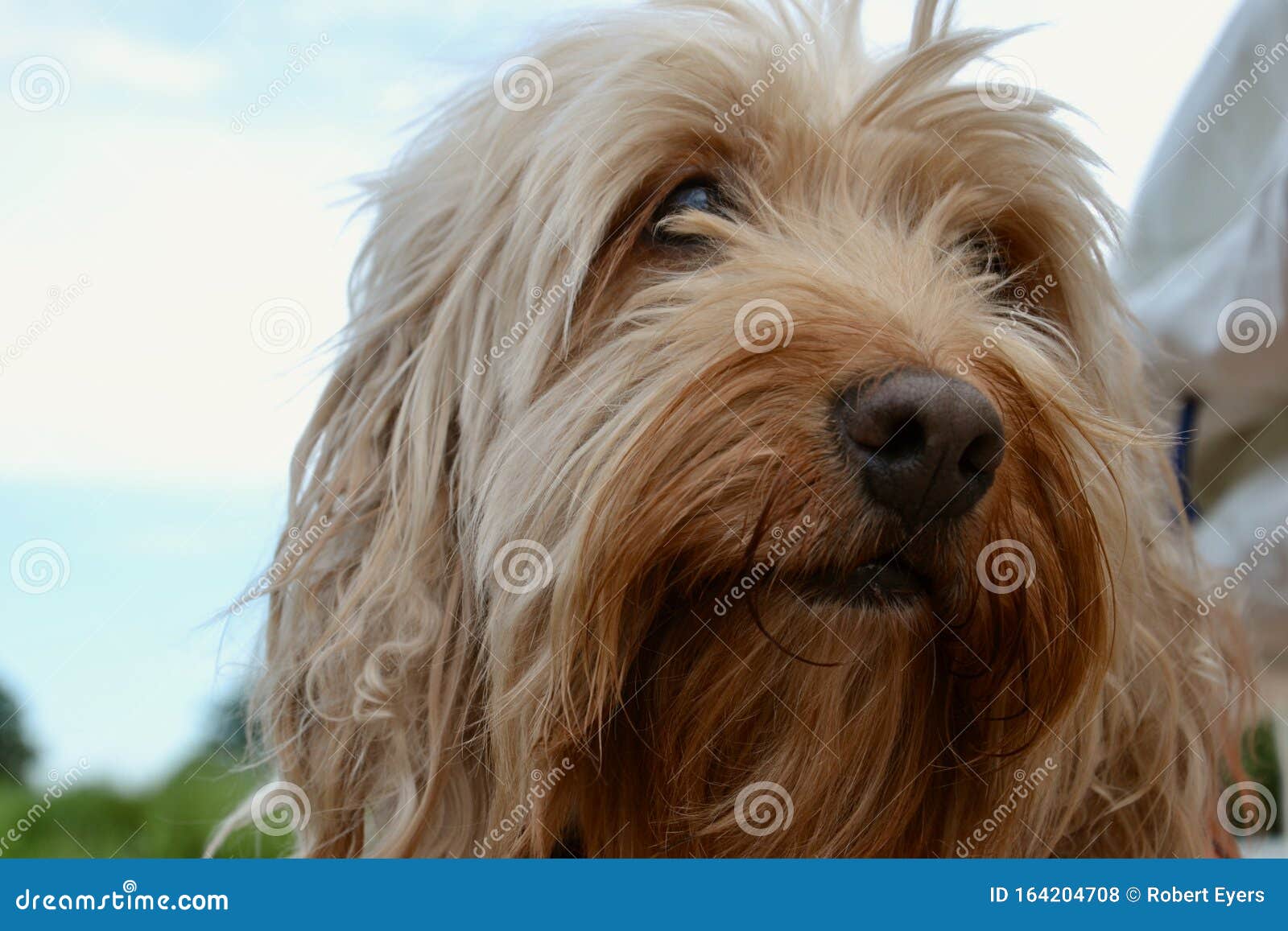 Face Of A Cute Apricot Long Haired Cockapoo Stock Photo Image Of Poodle Blonde 164204708