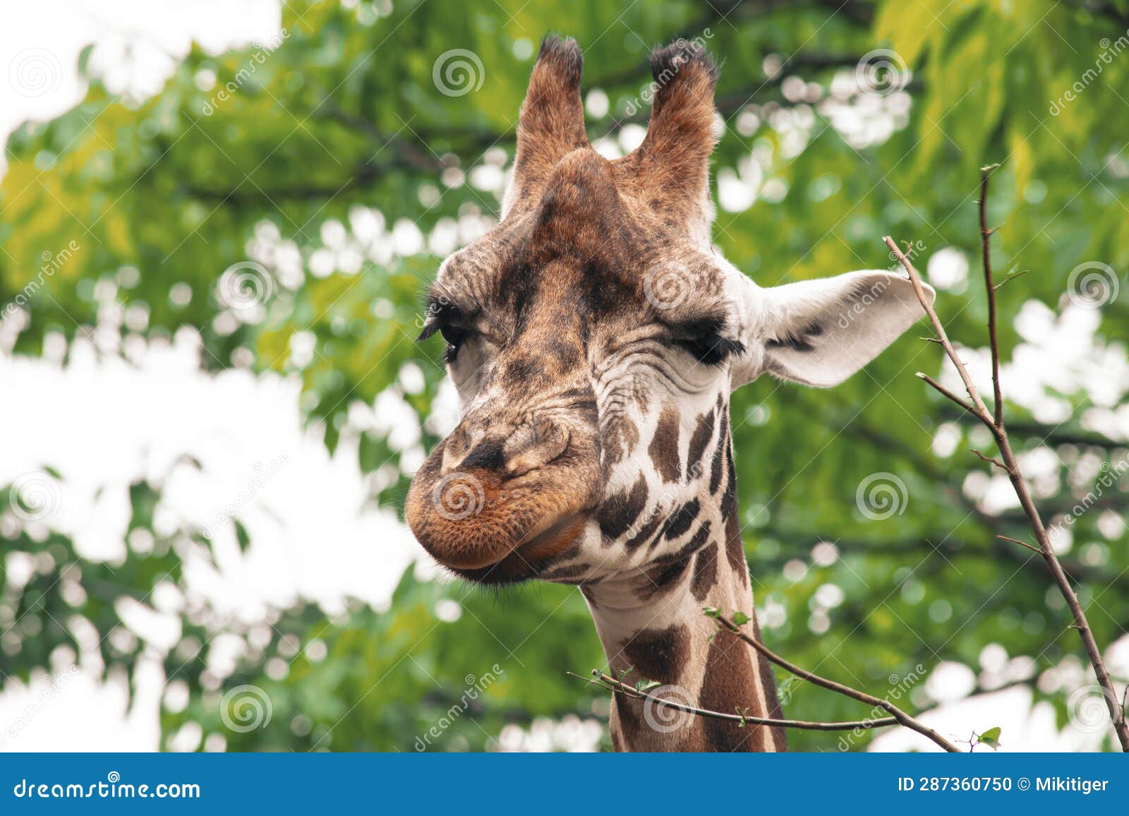 Face of cute giraffe looks stock photo. Image of tree - 287360750