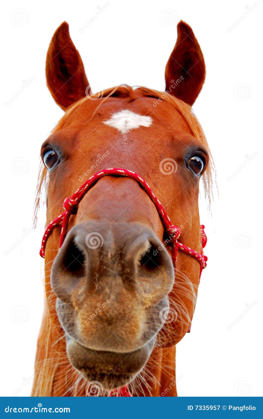 Face do cavalo imagem de stock. Imagem de fazenda, animal - 7335957