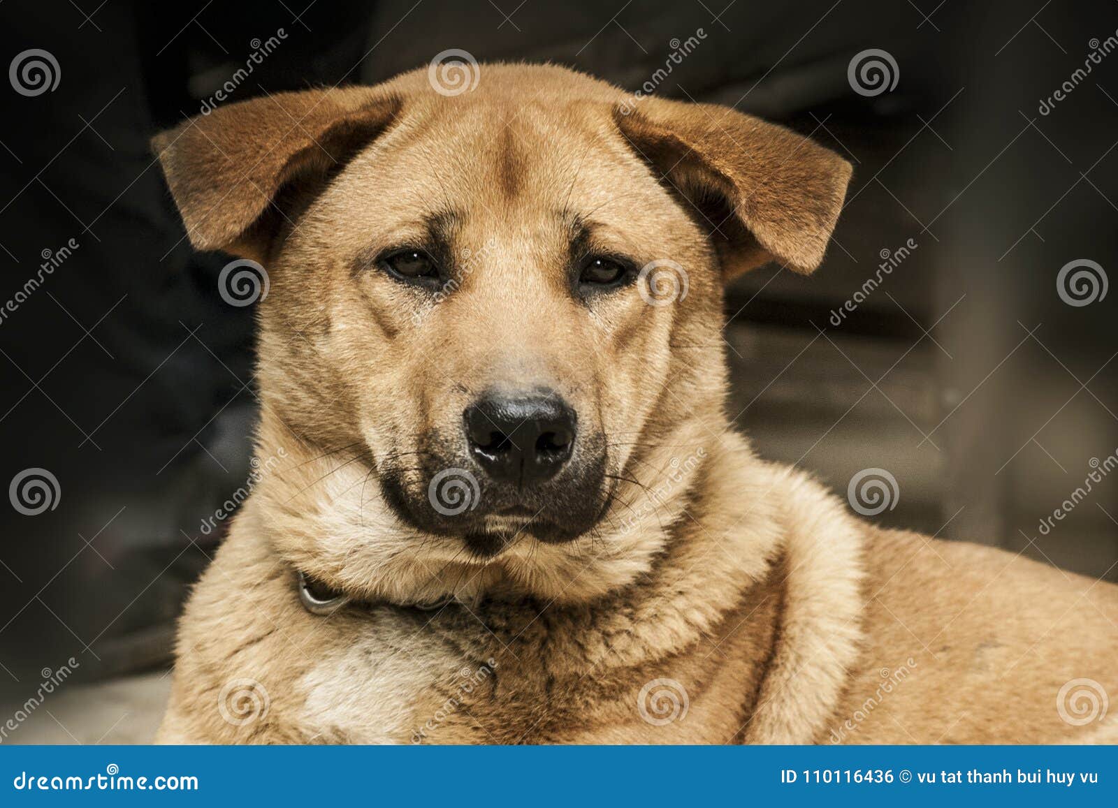 face of dog. portrait of pet. animal. animalia. animal lover. dog lover. canine. canis.