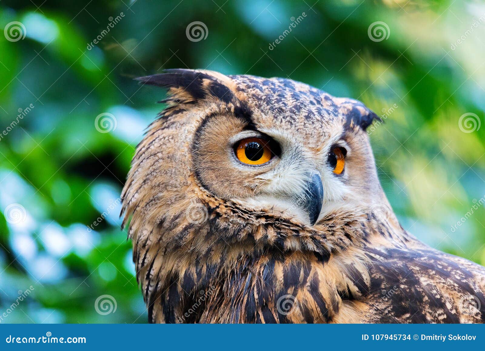 Face of eagle owl stock photo. Image of palawan, raptor - 107945734