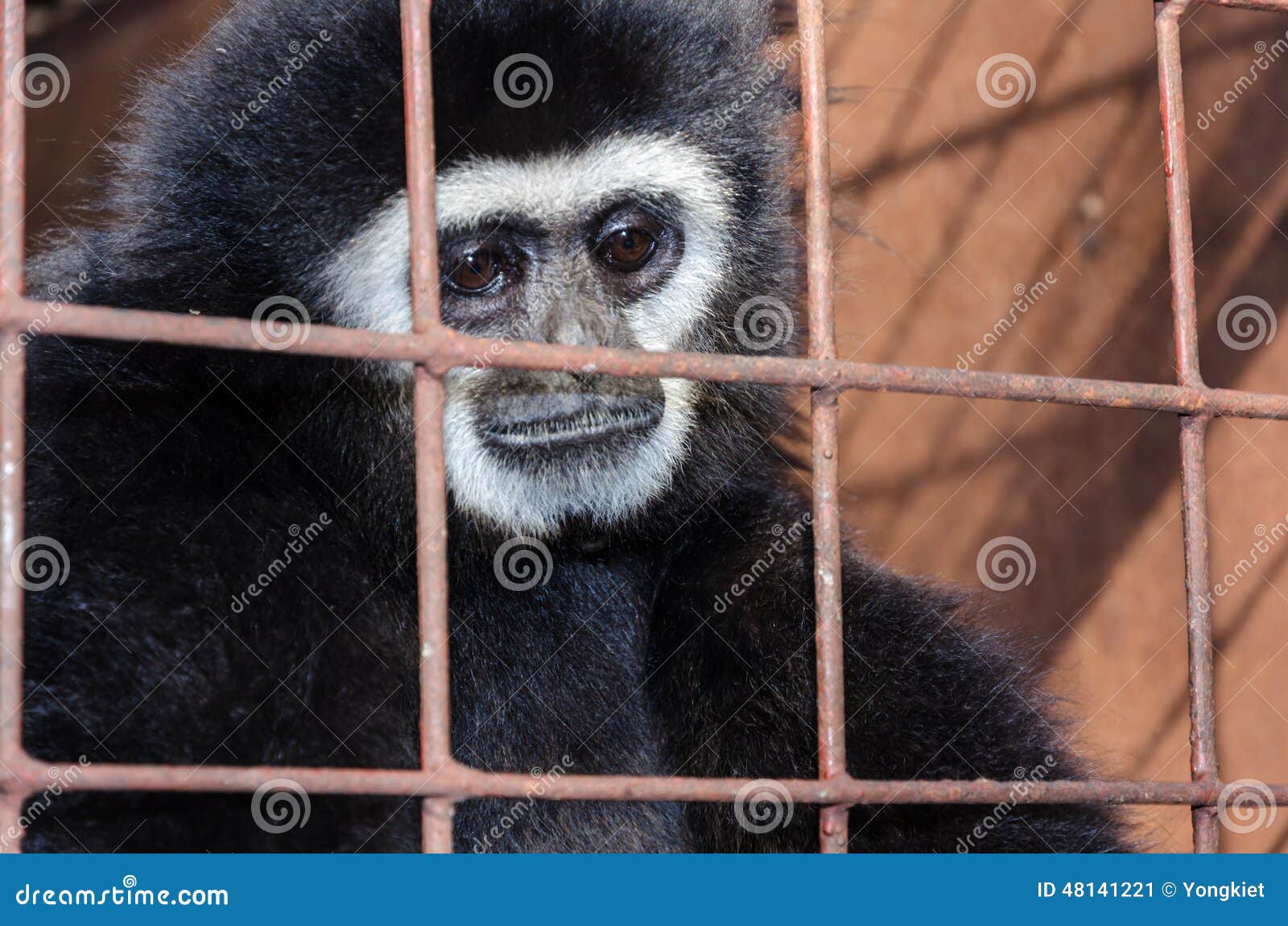 face and eyes downcast of gibbon in a cage