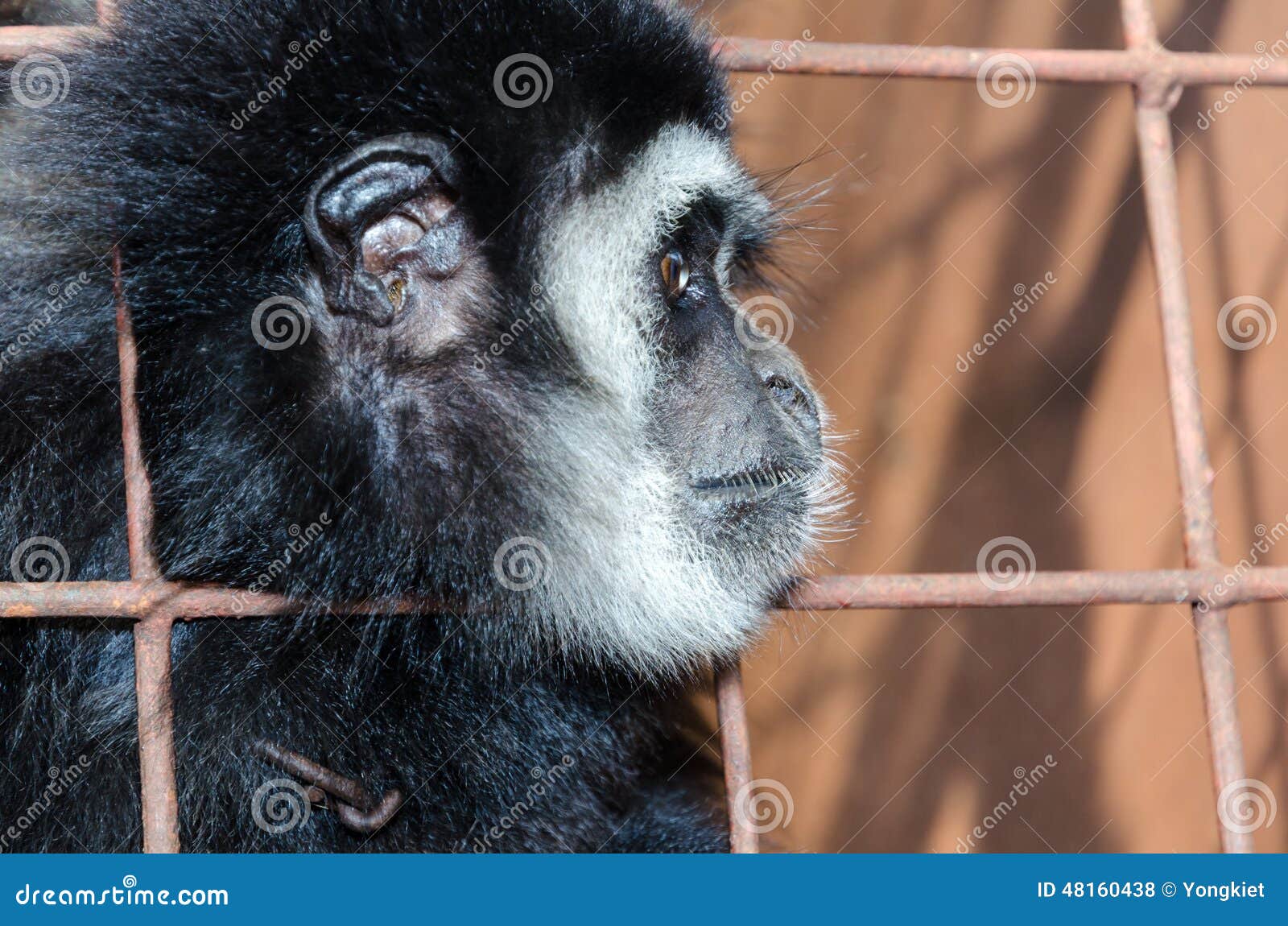 face and eyes downcast of gibbon in a cage