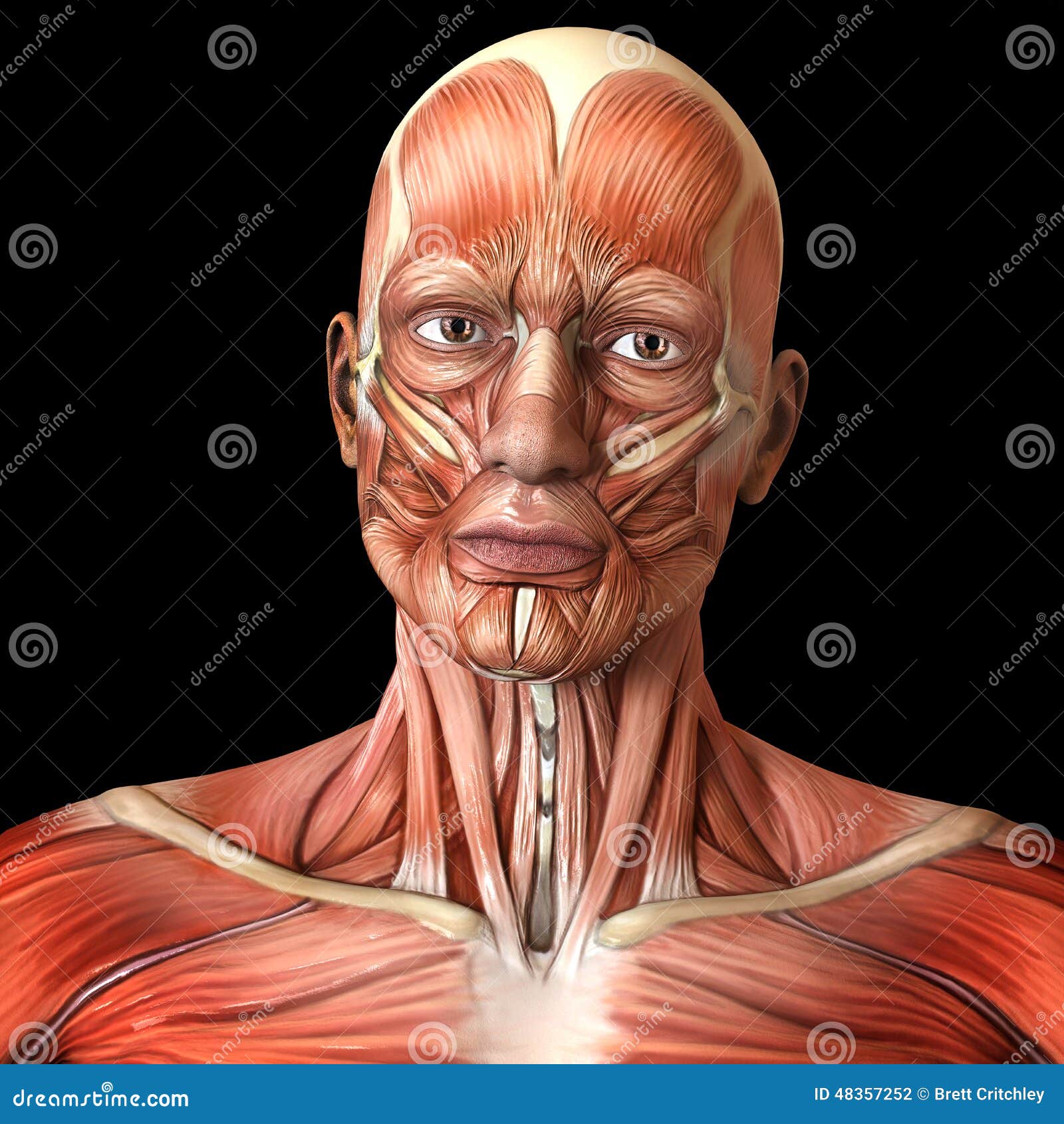 Facial Muscle Chart In 2022 Facial Muscles Face Health Facial Muscles Anatomy
