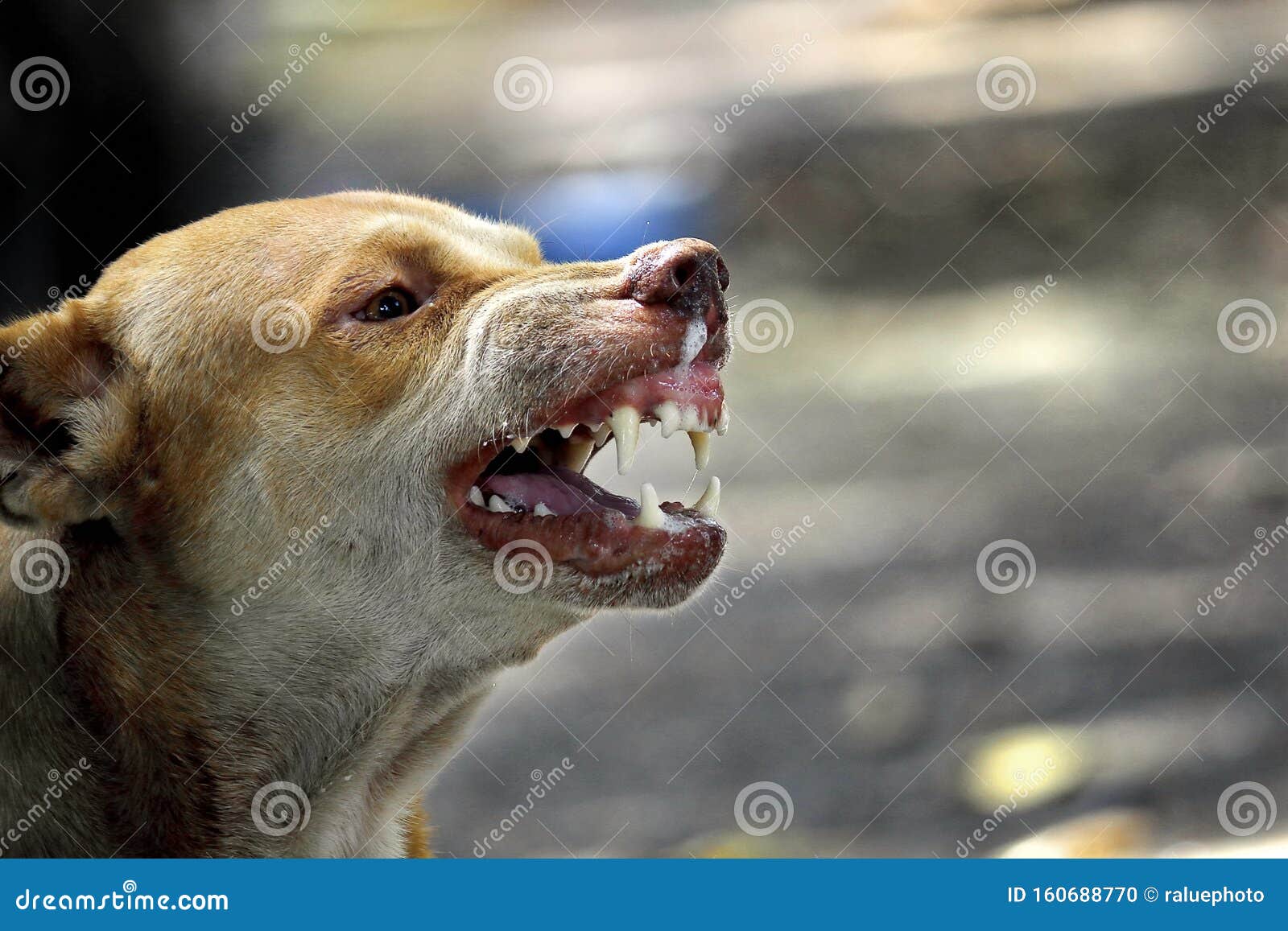 the face of a fierce dog can be seen chewing and the tongue