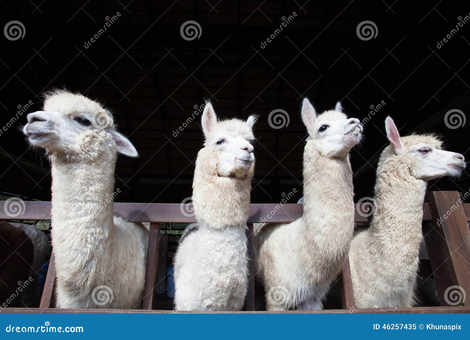face of four funny alpacas llama in farm