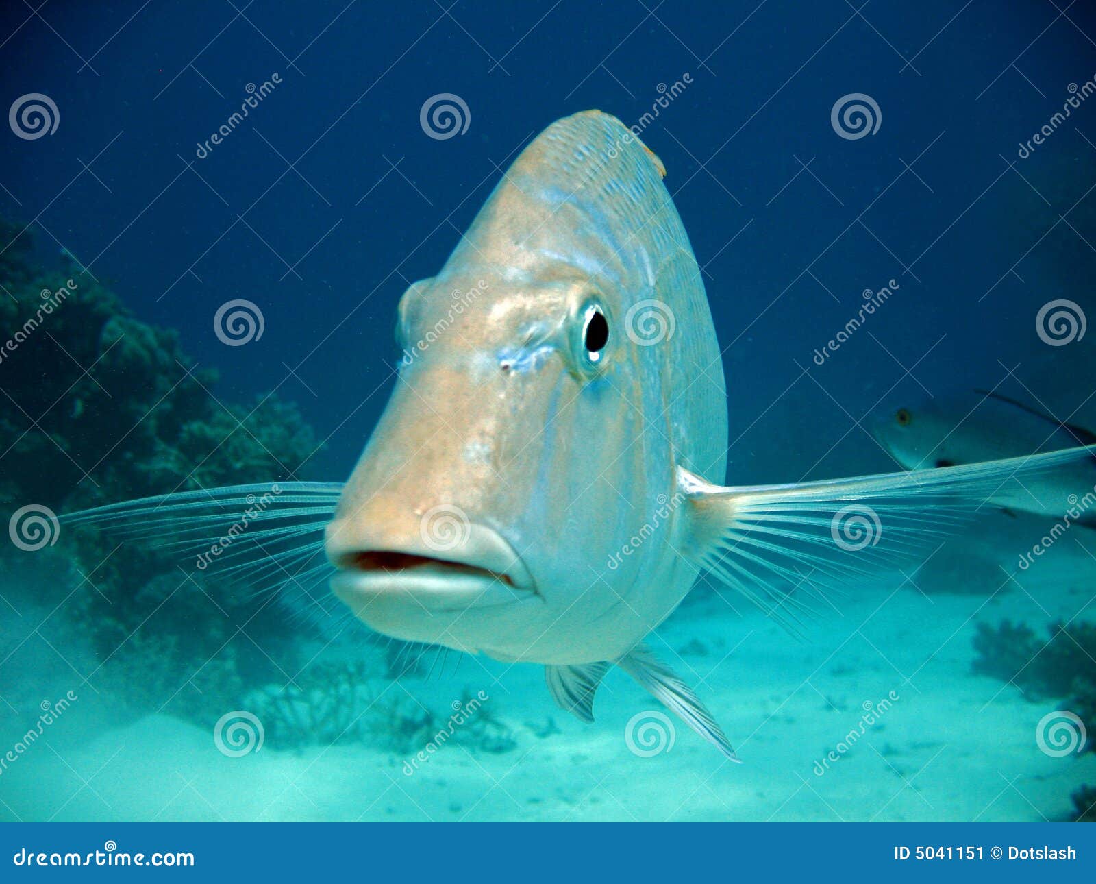 2,412 Fish Face Close Up Stock Photos - Free & Royalty-Free Stock Photos  from Dreamstime