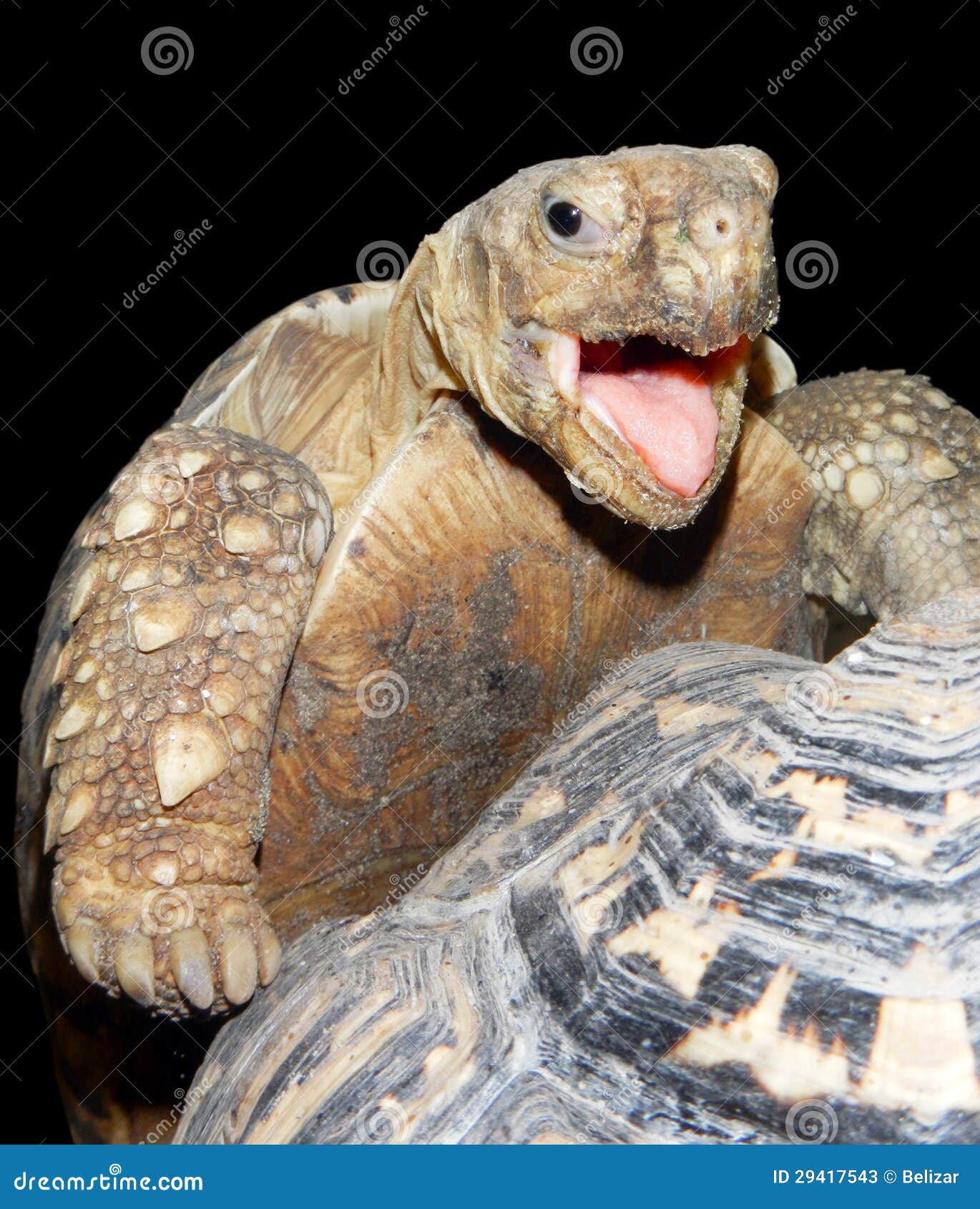 Face of a happy tortoise stock image. Image of pardalis 29417543